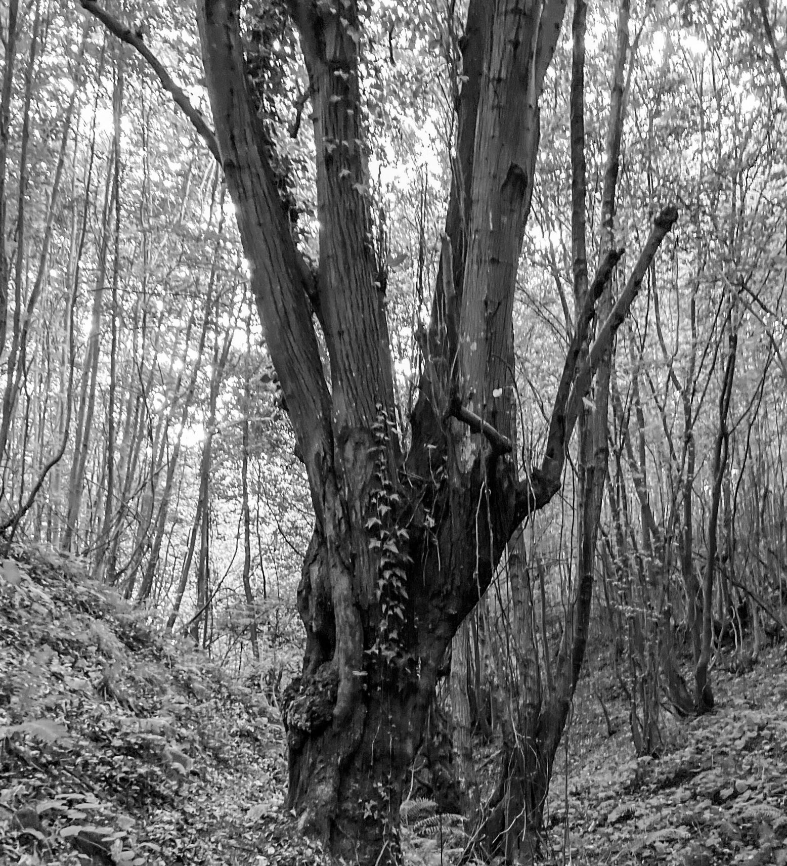 Kozlu stream: older tree