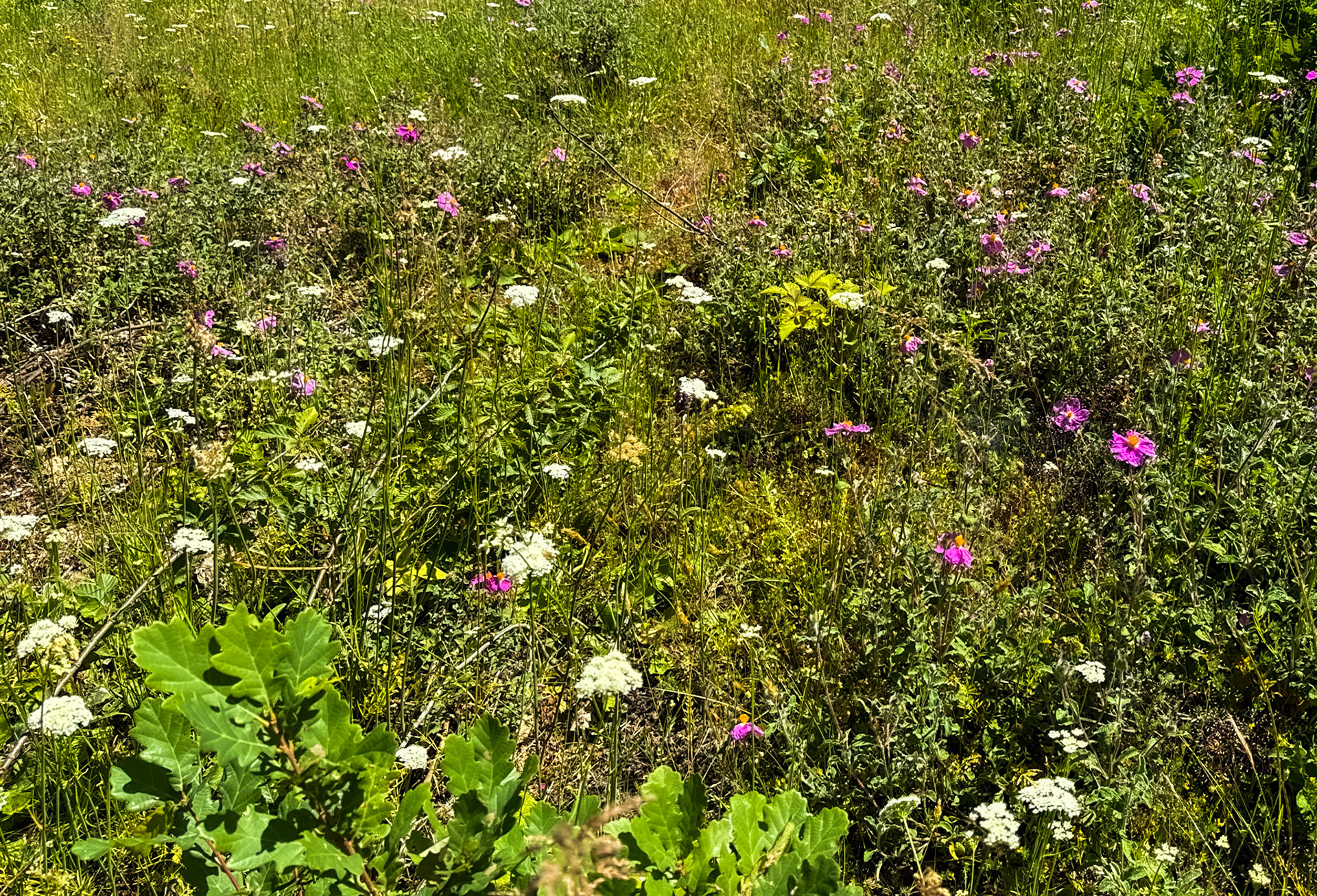 Kılıçlı northeastern woods: summer flowers