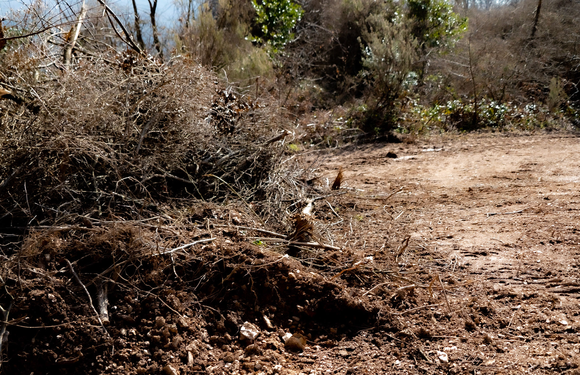Kaymakdonduran woods: recently demarcated and cleared land