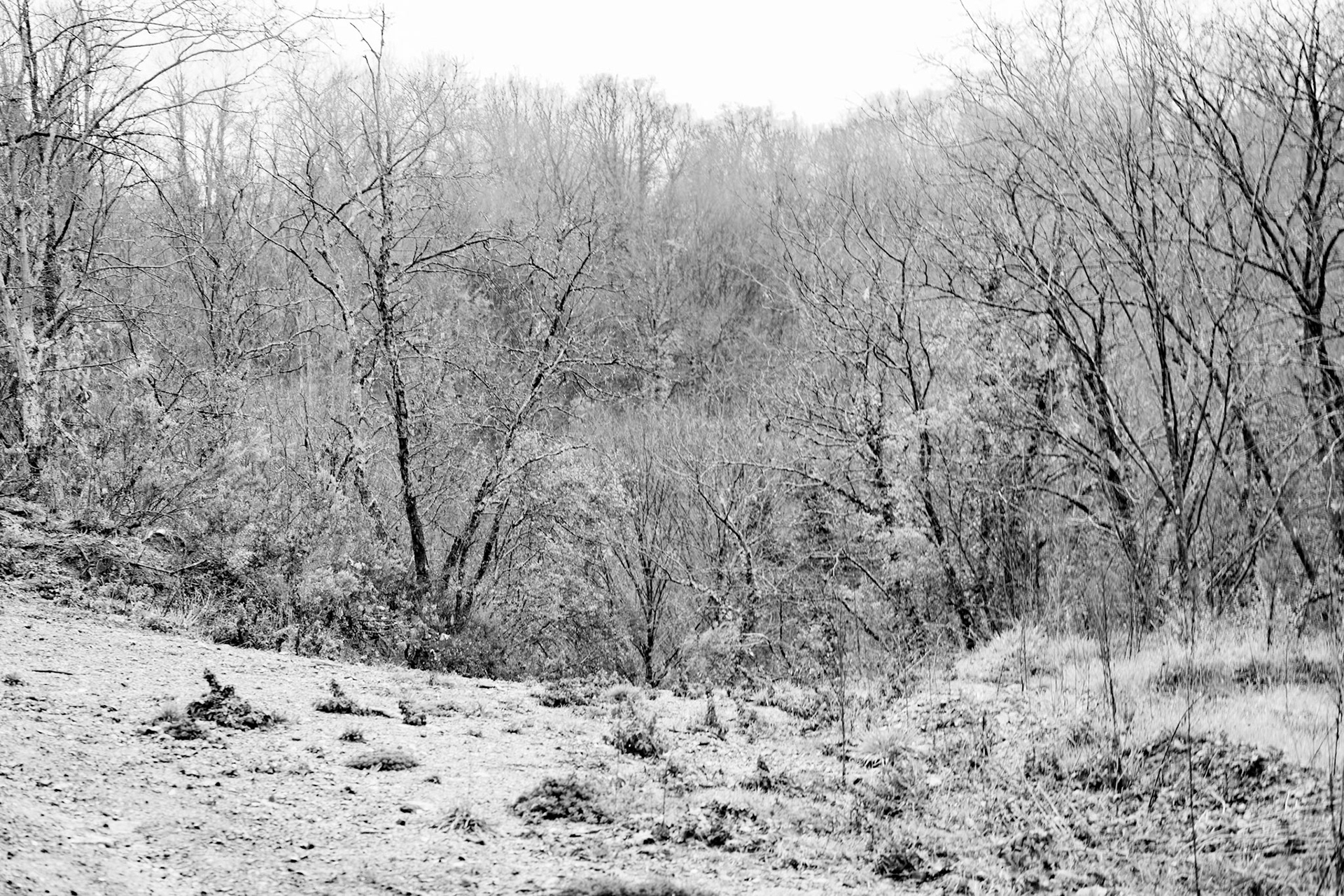Reşadiye S woodland: winter woodland