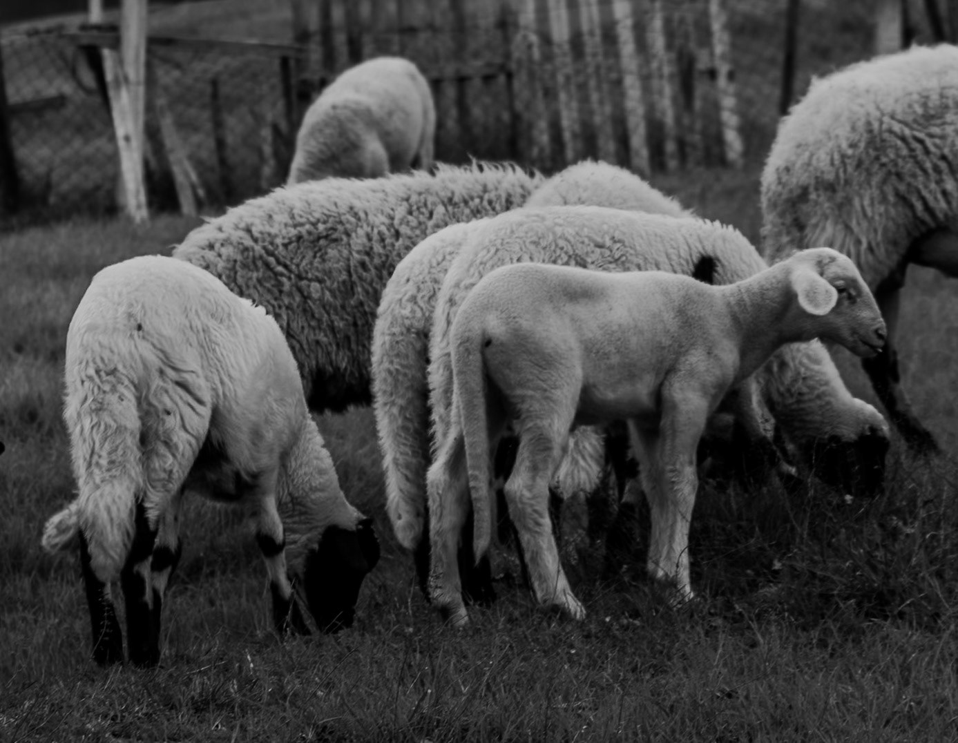on the way to Kaynarca southern forest: lambs and sheep