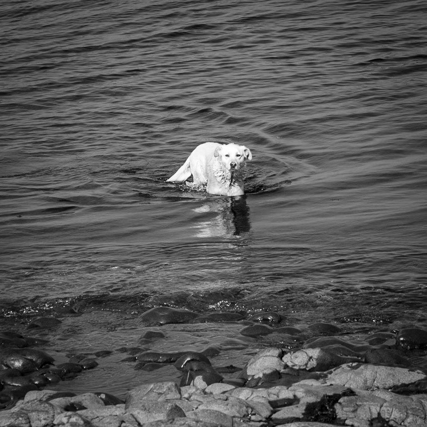Anadolu Feneri stone beach: our first day dog washes off the mud
