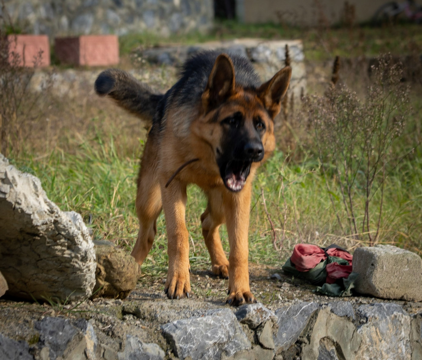 İshaklı: not entirely happy local dog