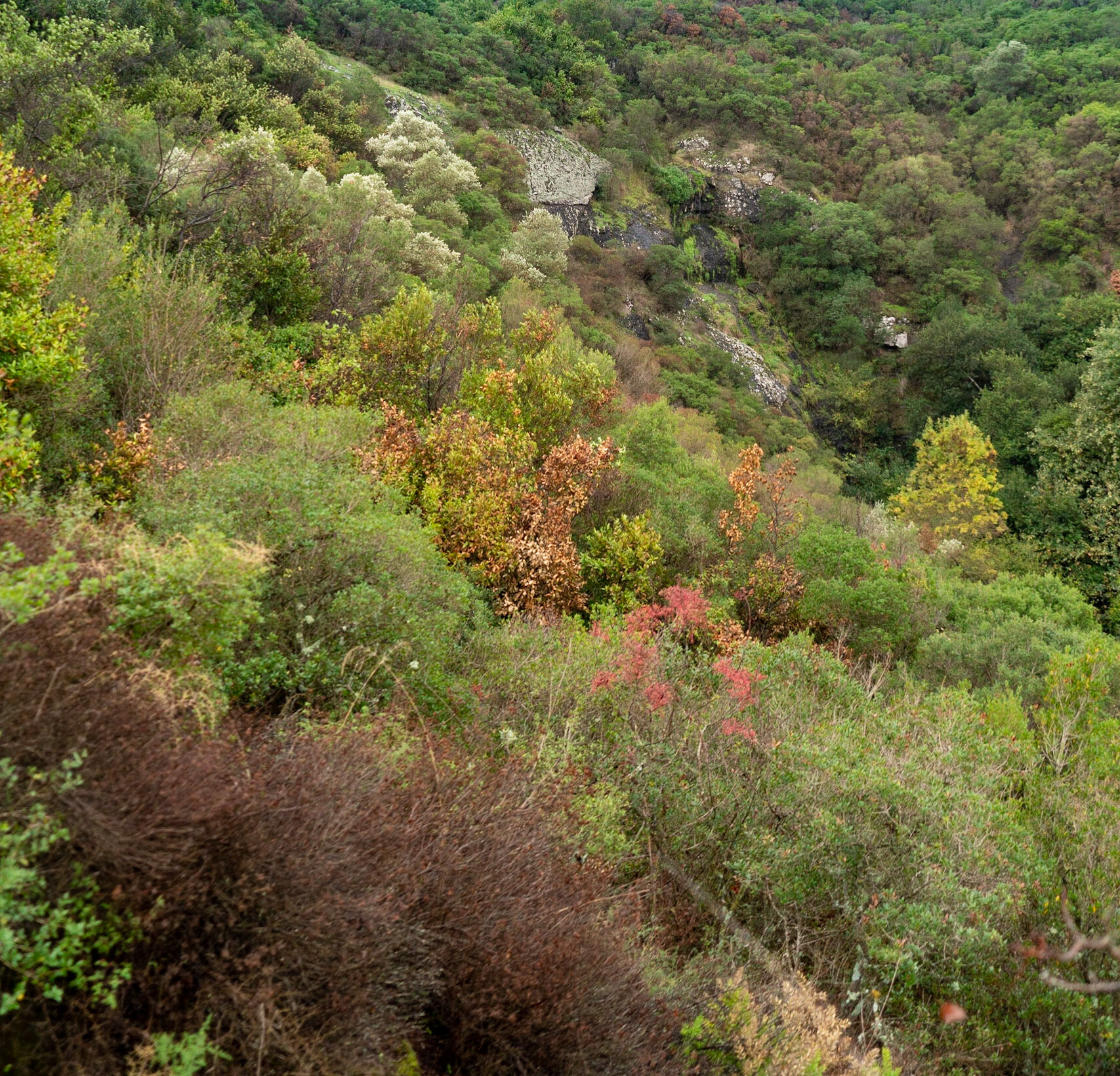 heading south from Poyraz: early autumn landscape