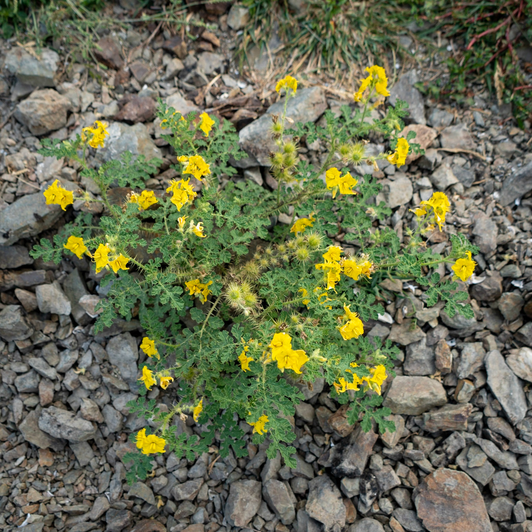 Alibey reservoir: yellow-lowering plant (what?)