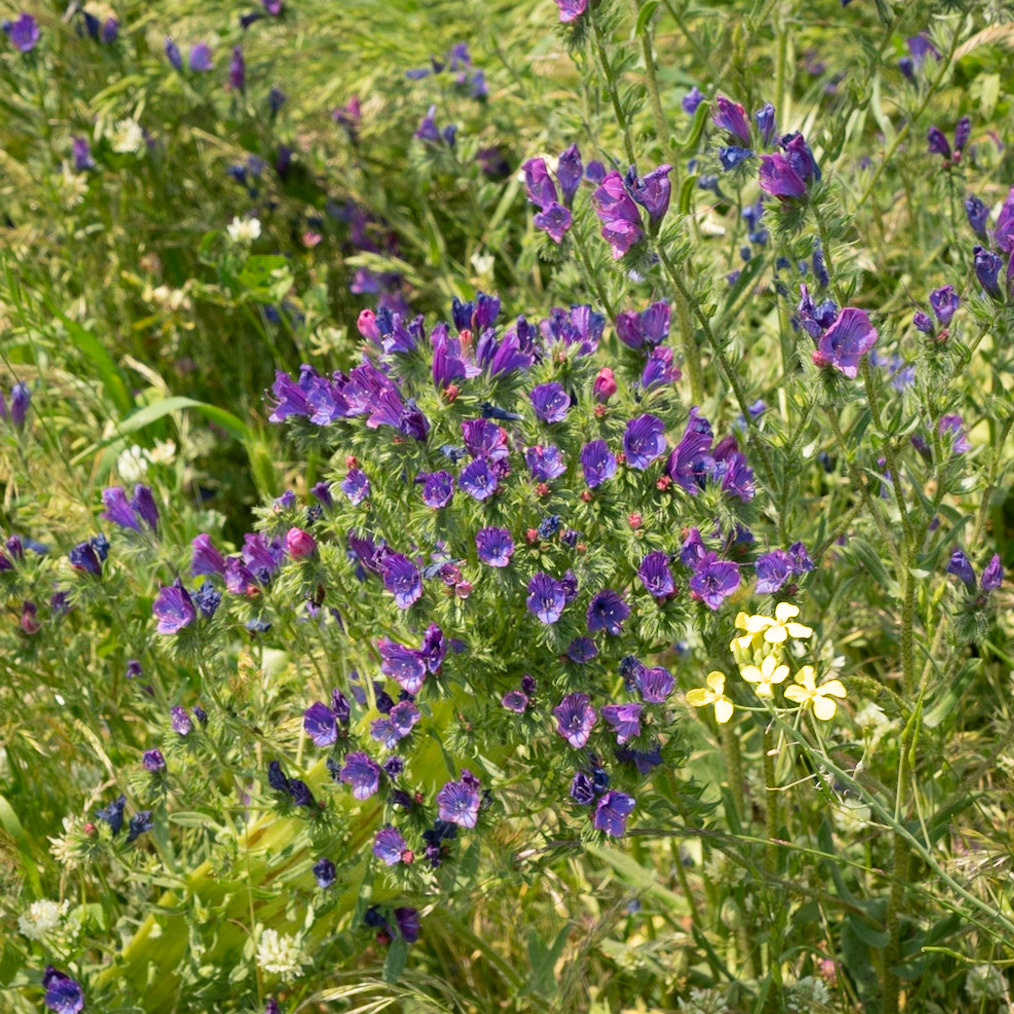 the northeastern Sazlıdere flower meadow: purple flowers