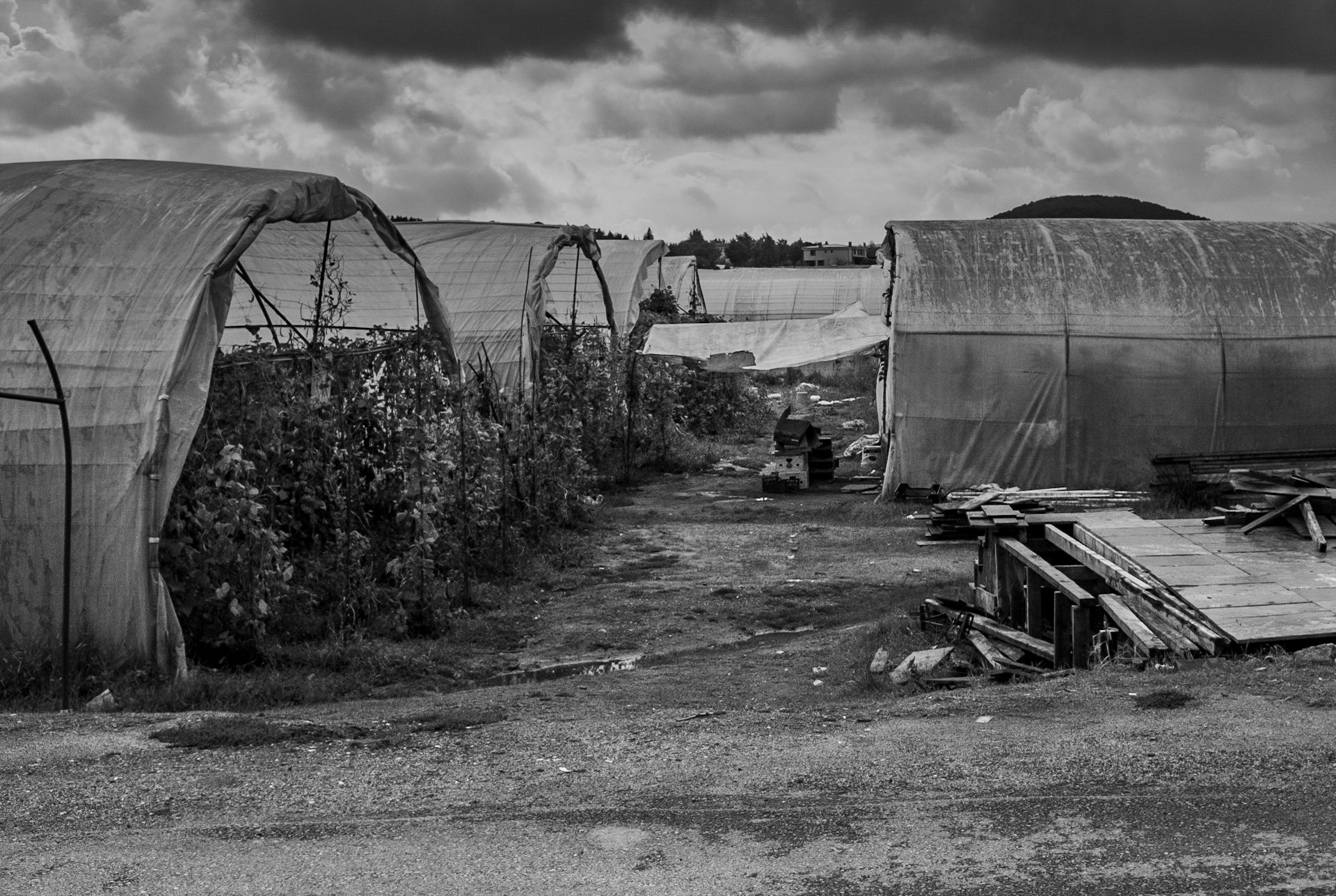 Göçbeyli: greenhouses