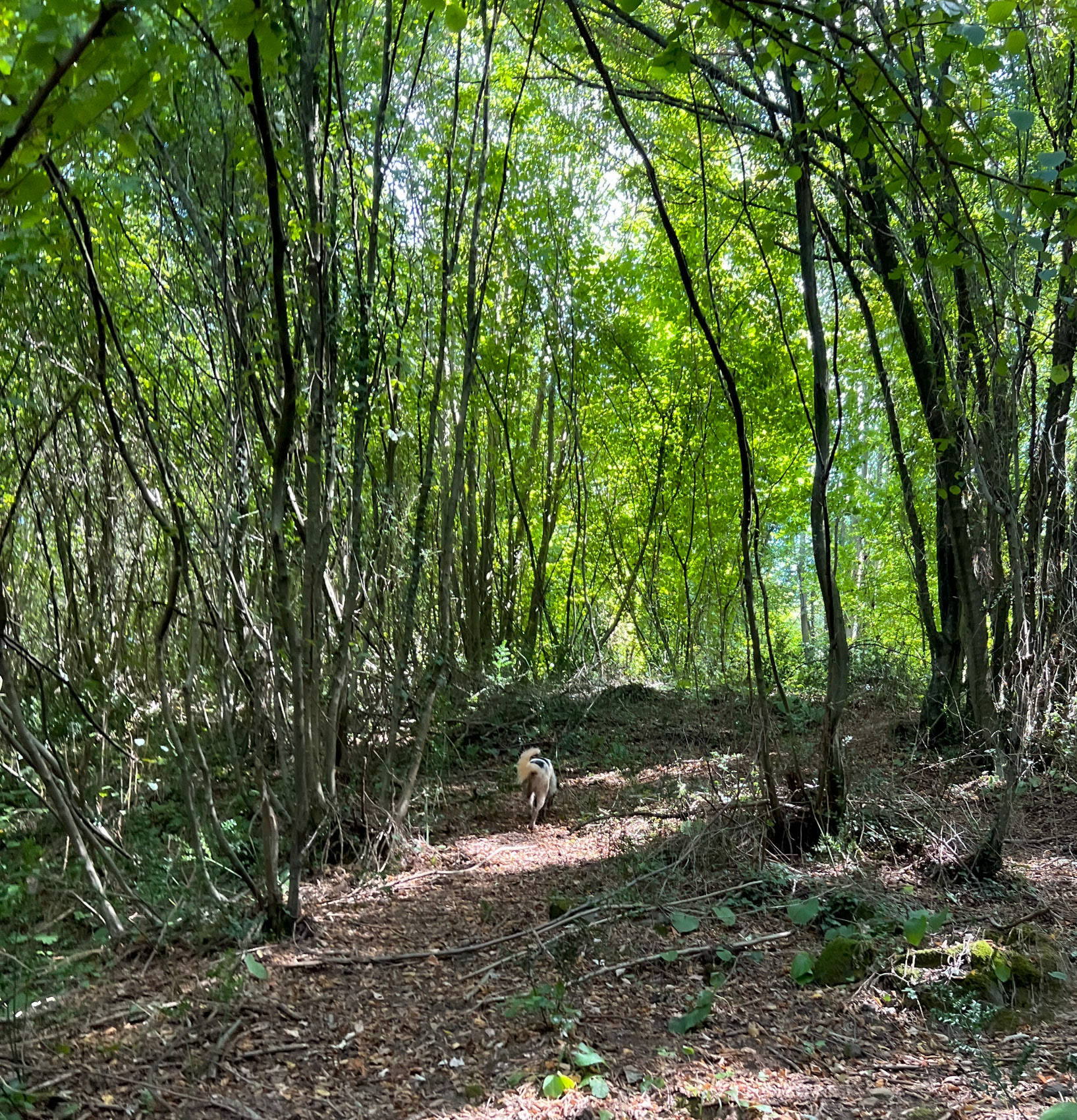 Ayhan Şahenk forest: our daydog leads the way