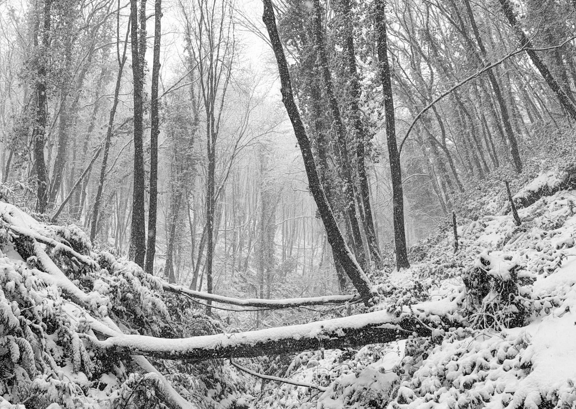 NW Zekeriyaköy streamwalk: it's snowing!