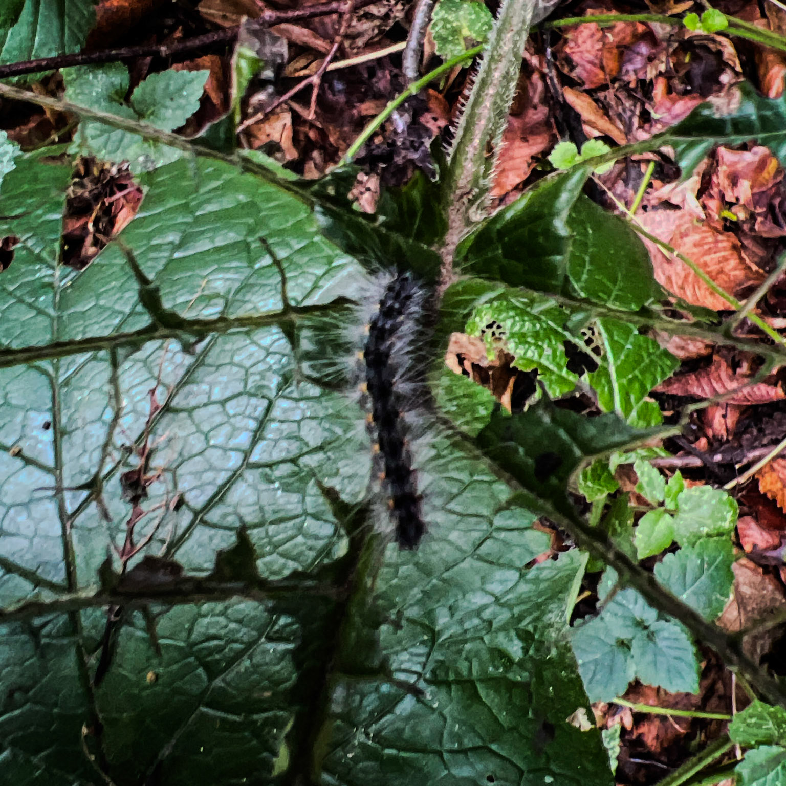 Zerzevat east streamwalk: hairy caterpillar