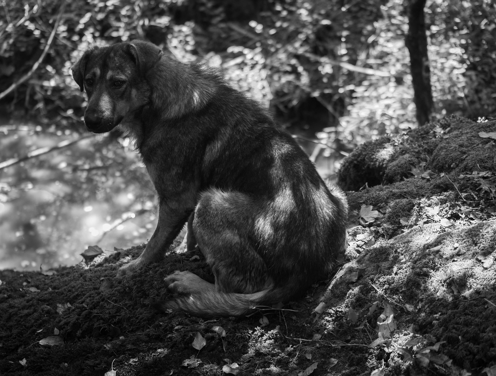 Kılıçlı southeastern stream walk: let's call the other daydog Clyde