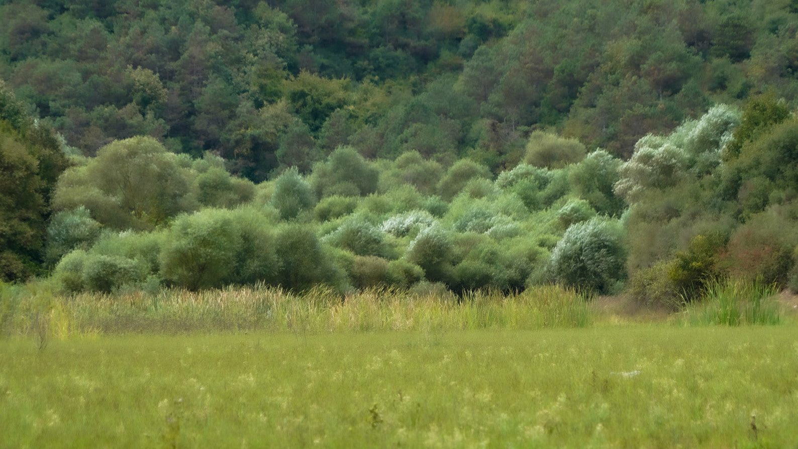 Güzelce aqueduct: silvery trees