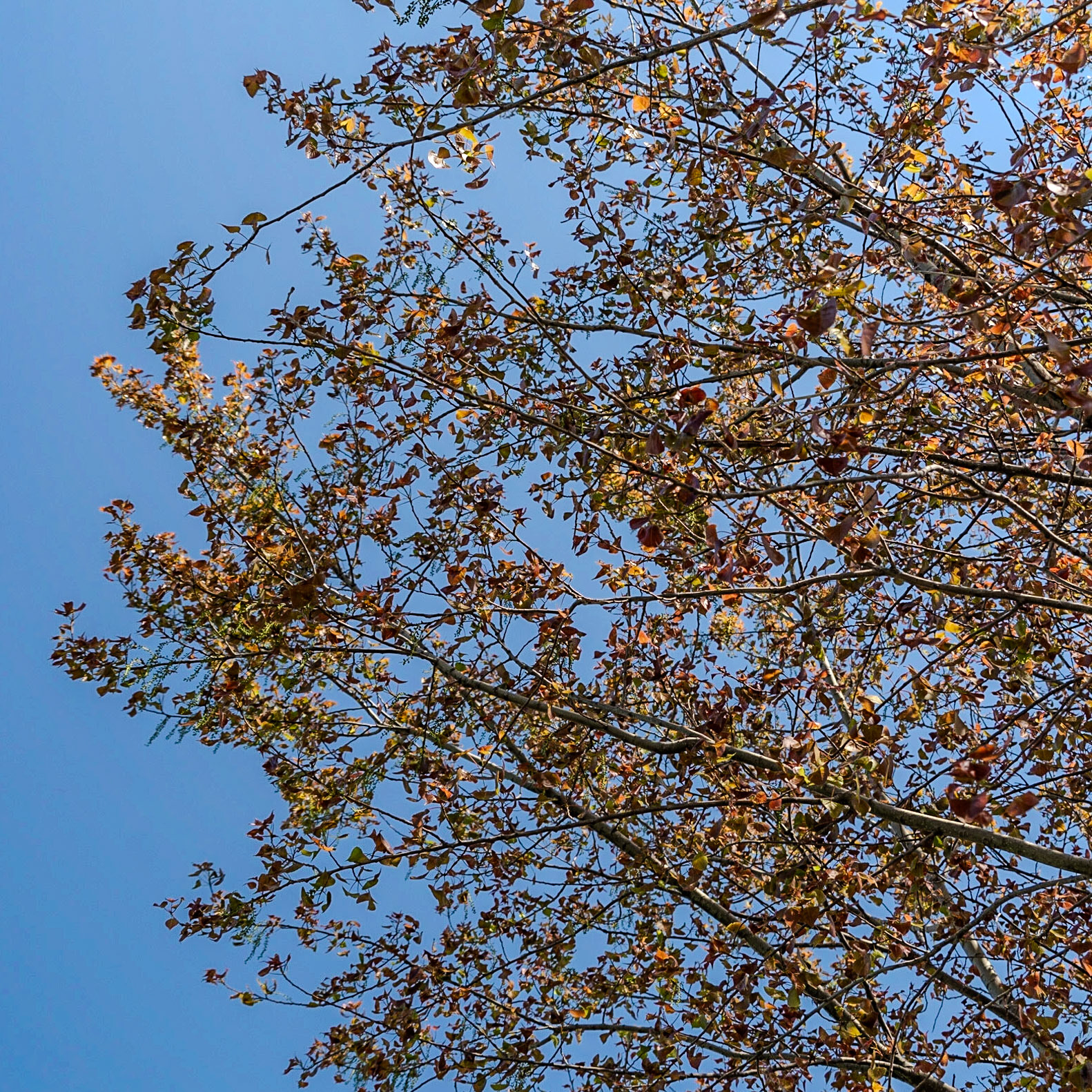 Germe: a tree coming into leaf