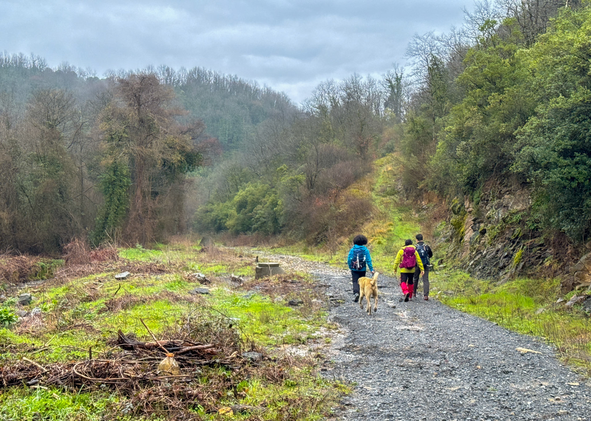 Reşadiye S woodland: track through woodland