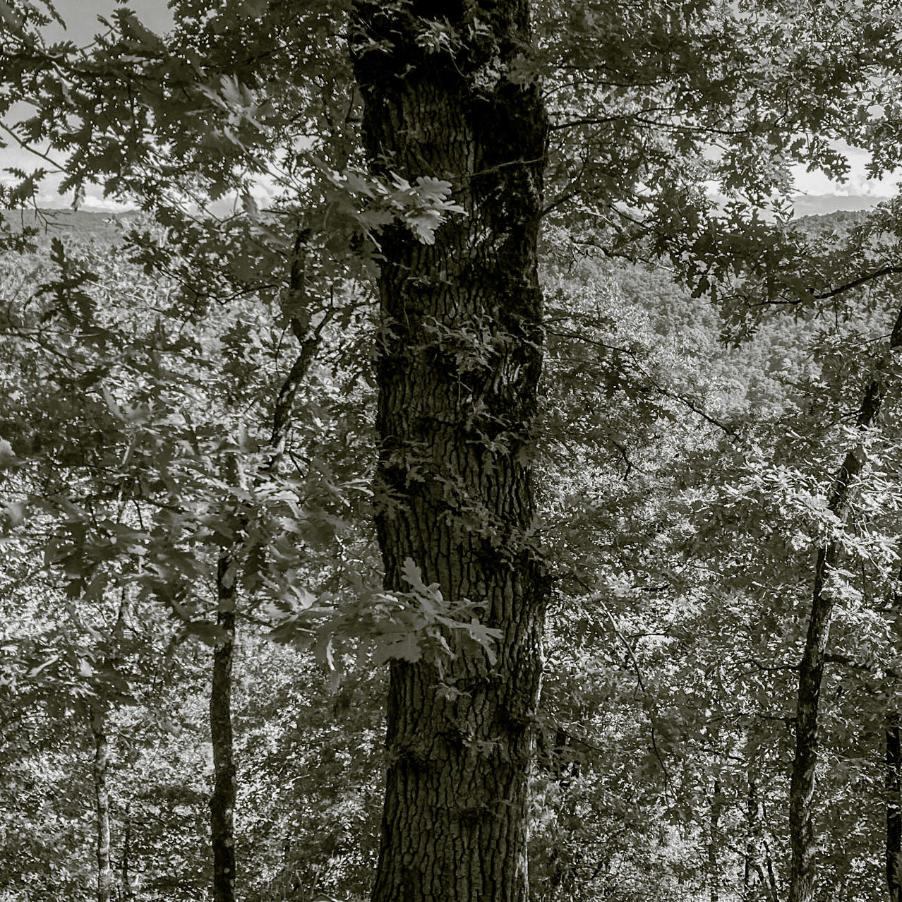 Ezili forest: leathery bark tree