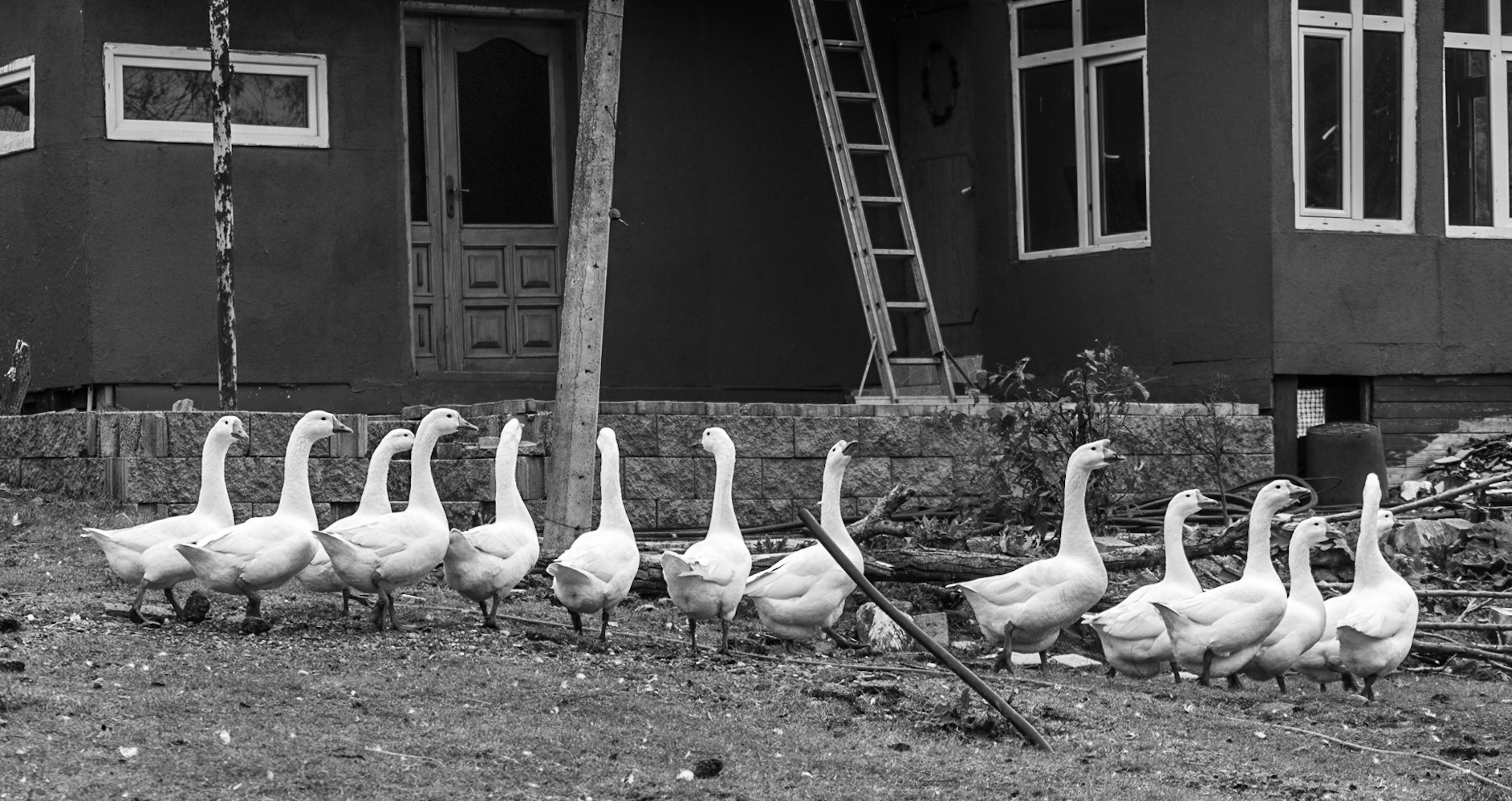 upper Mahmut Şevket Paşa woods:: house and geese