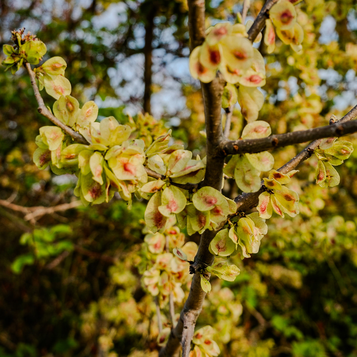 between Baklalı and Germe: yellow field-elm samarae