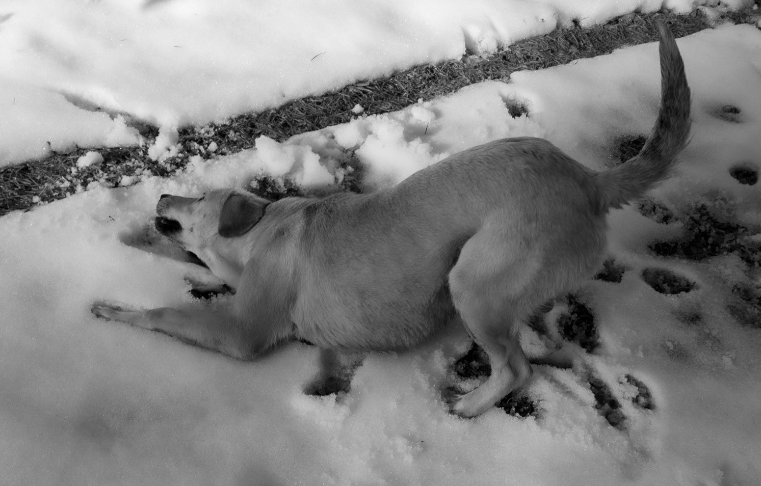between Cumhuriyet and Polonezköy: dog in snow