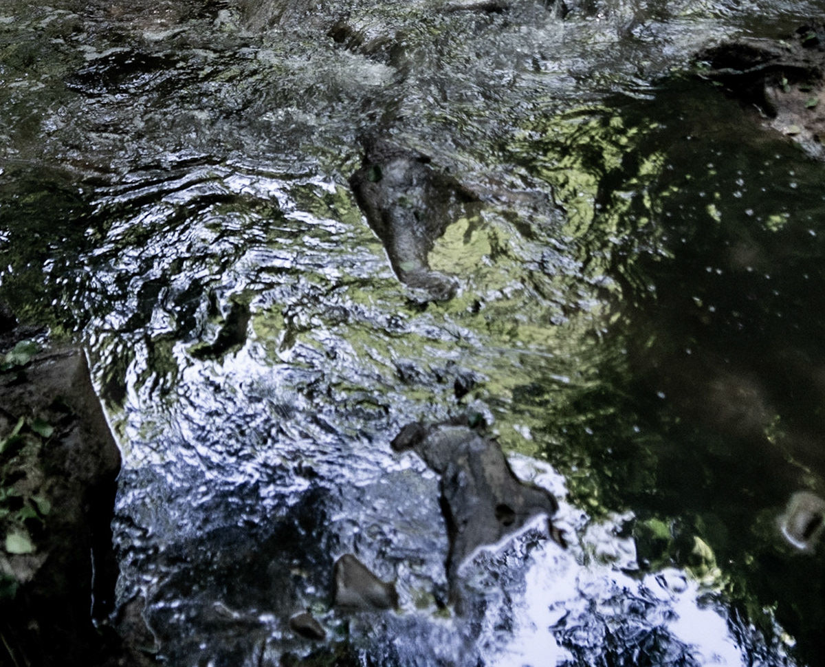 Kanlı forest: stream