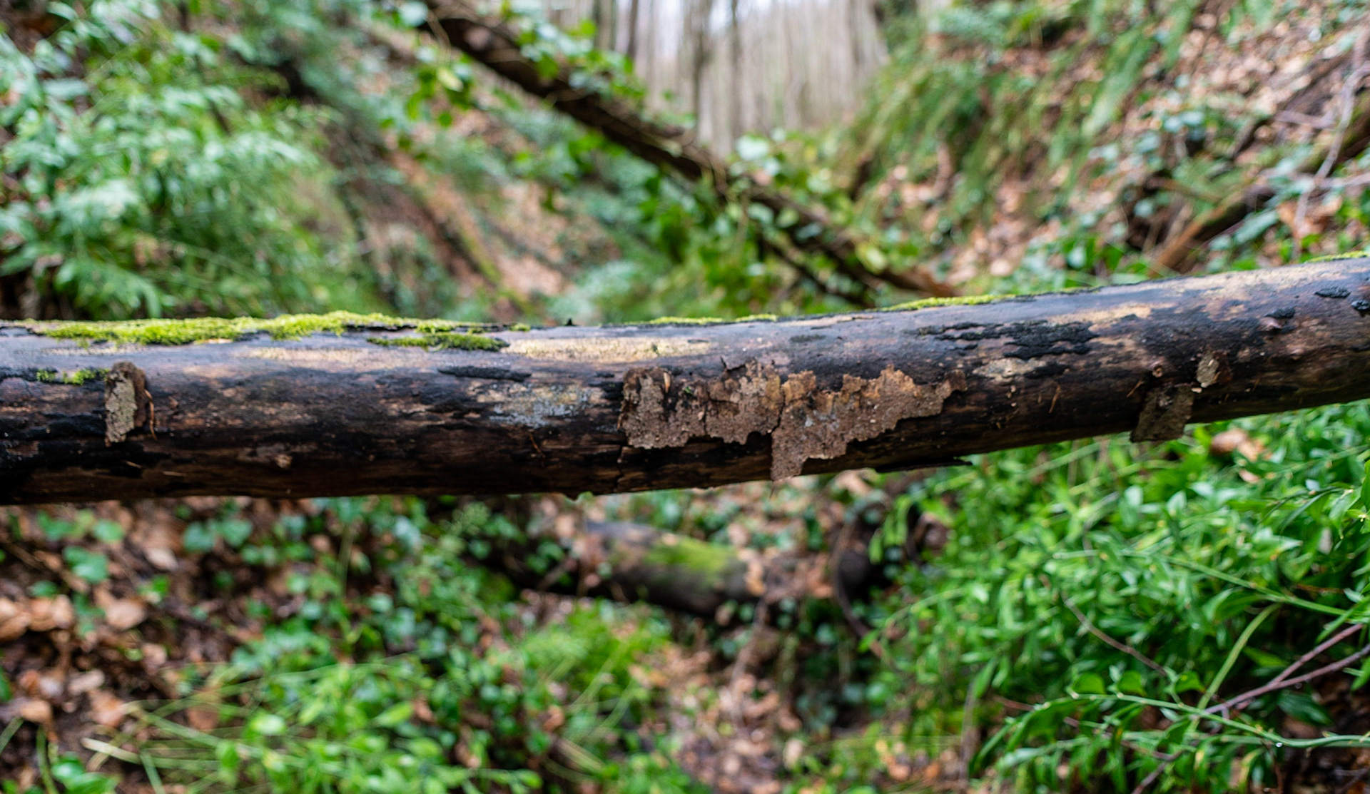 Polonezköy forests: branch