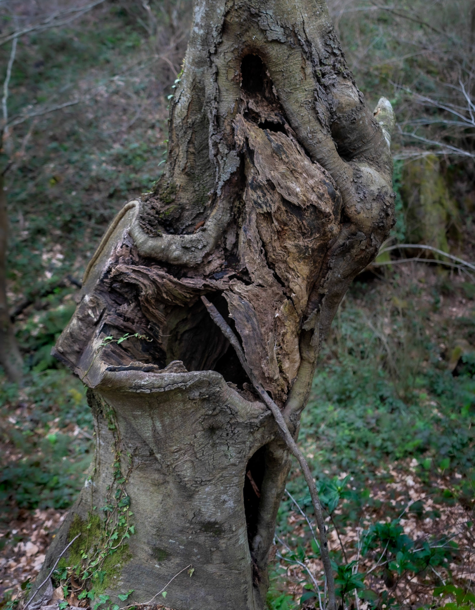 Deǧirmen forest: a knotted old tree