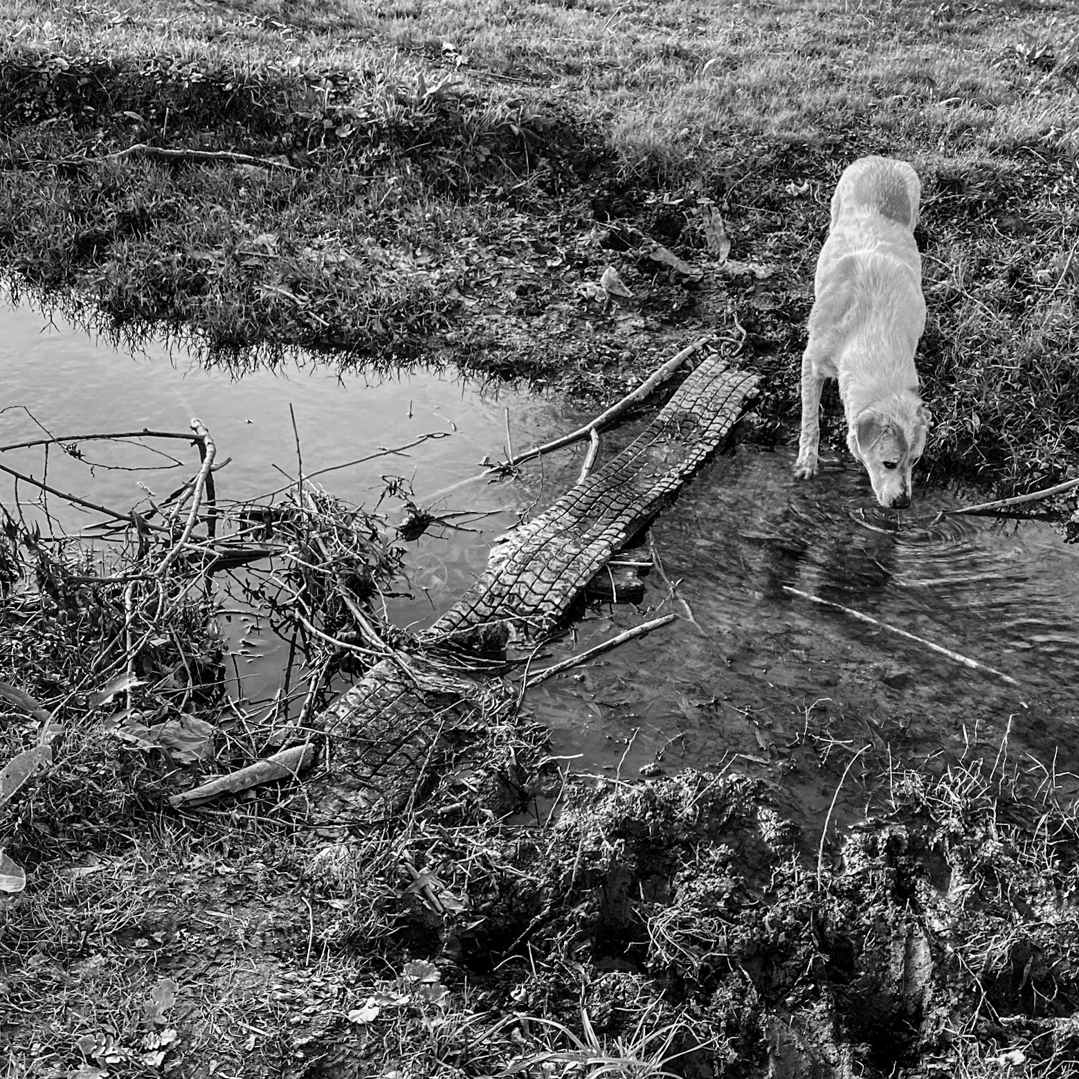 Küçükçekmece northwestern marsh: stream crossing