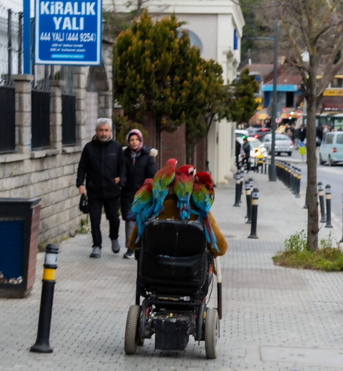 Beykoz: parrotman