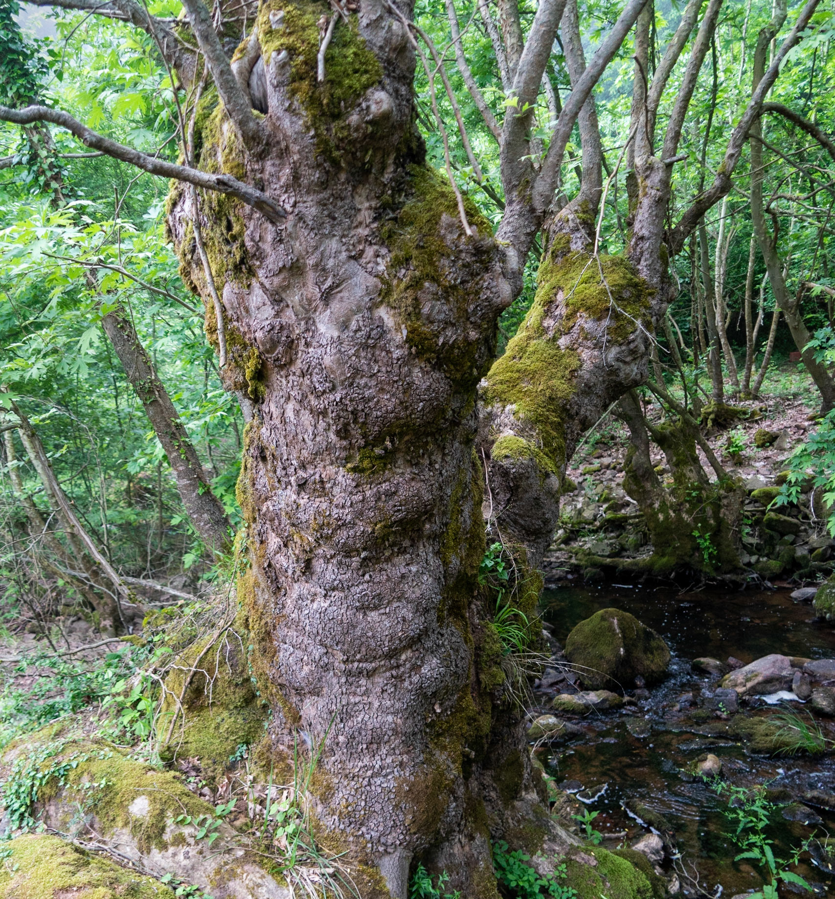 Sığırlık stream: old split tree