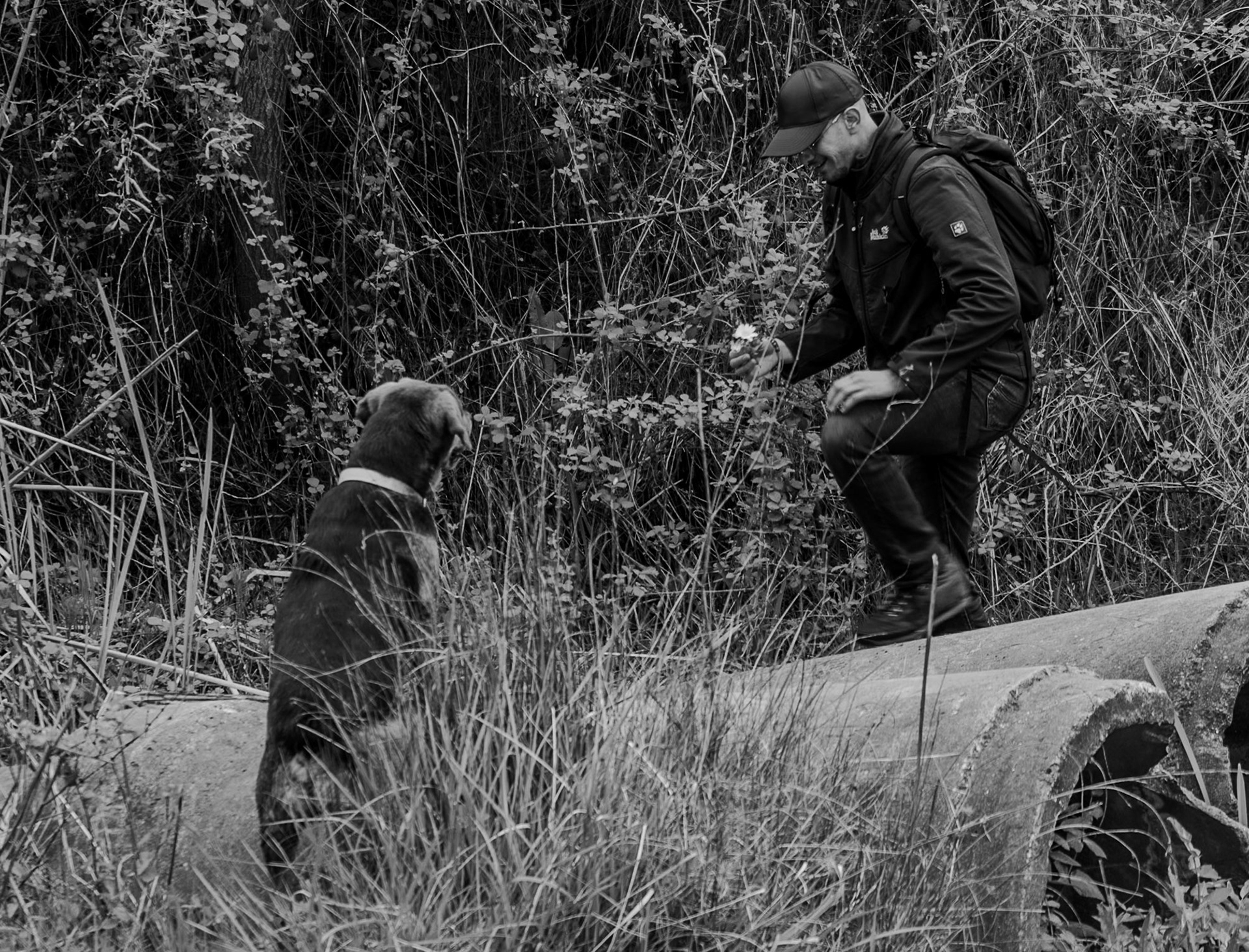 leaving the first Sazlıdere flower meadow: Mohammed offers a flower to our daydog