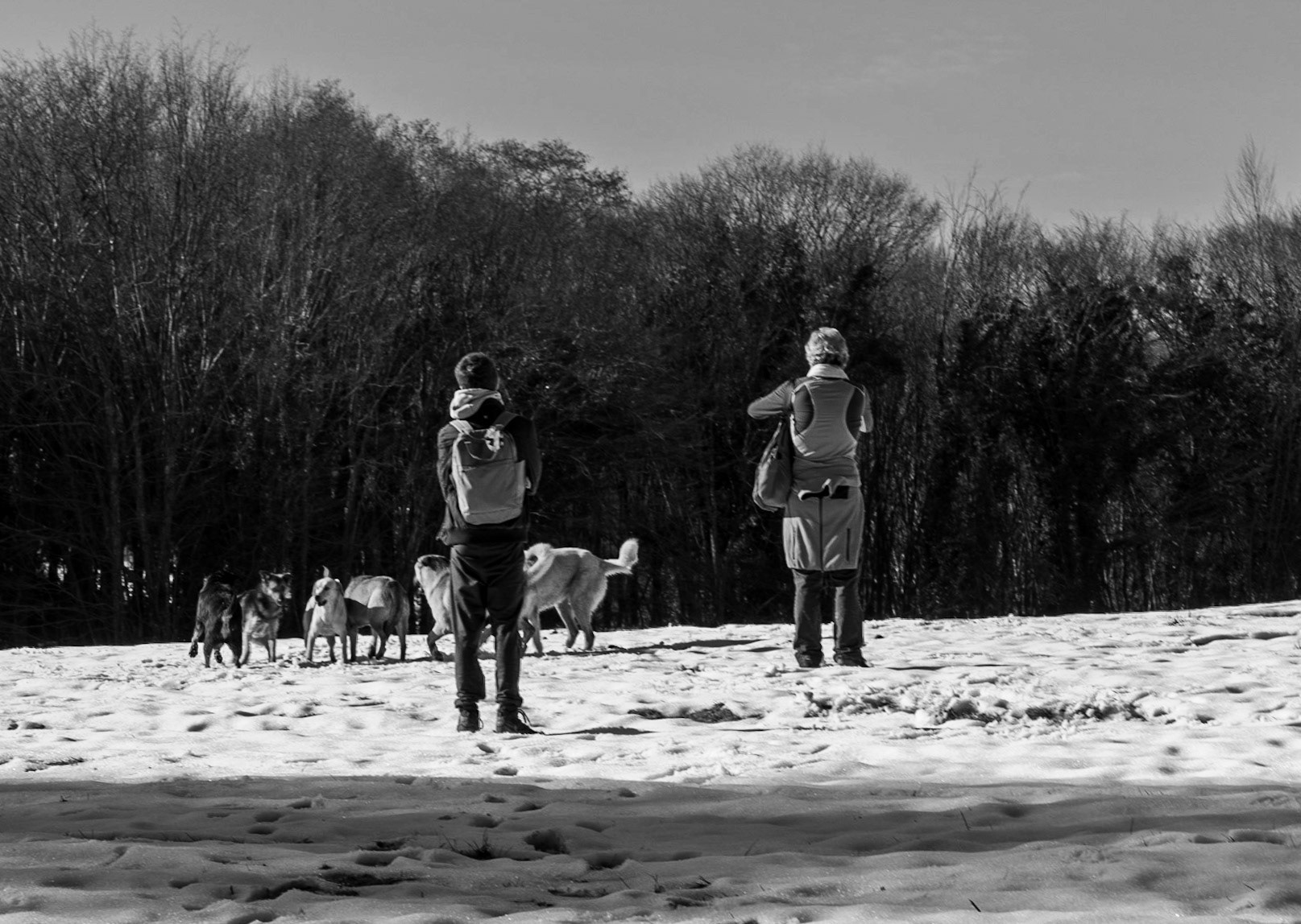 between Cumhuriyet and Polonezköy: meadow, snow and dogs