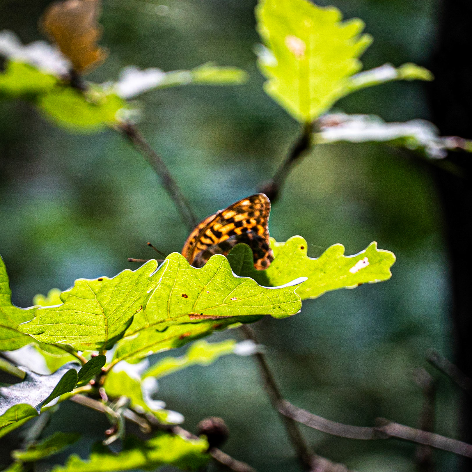 Kanlı forest: butterfly