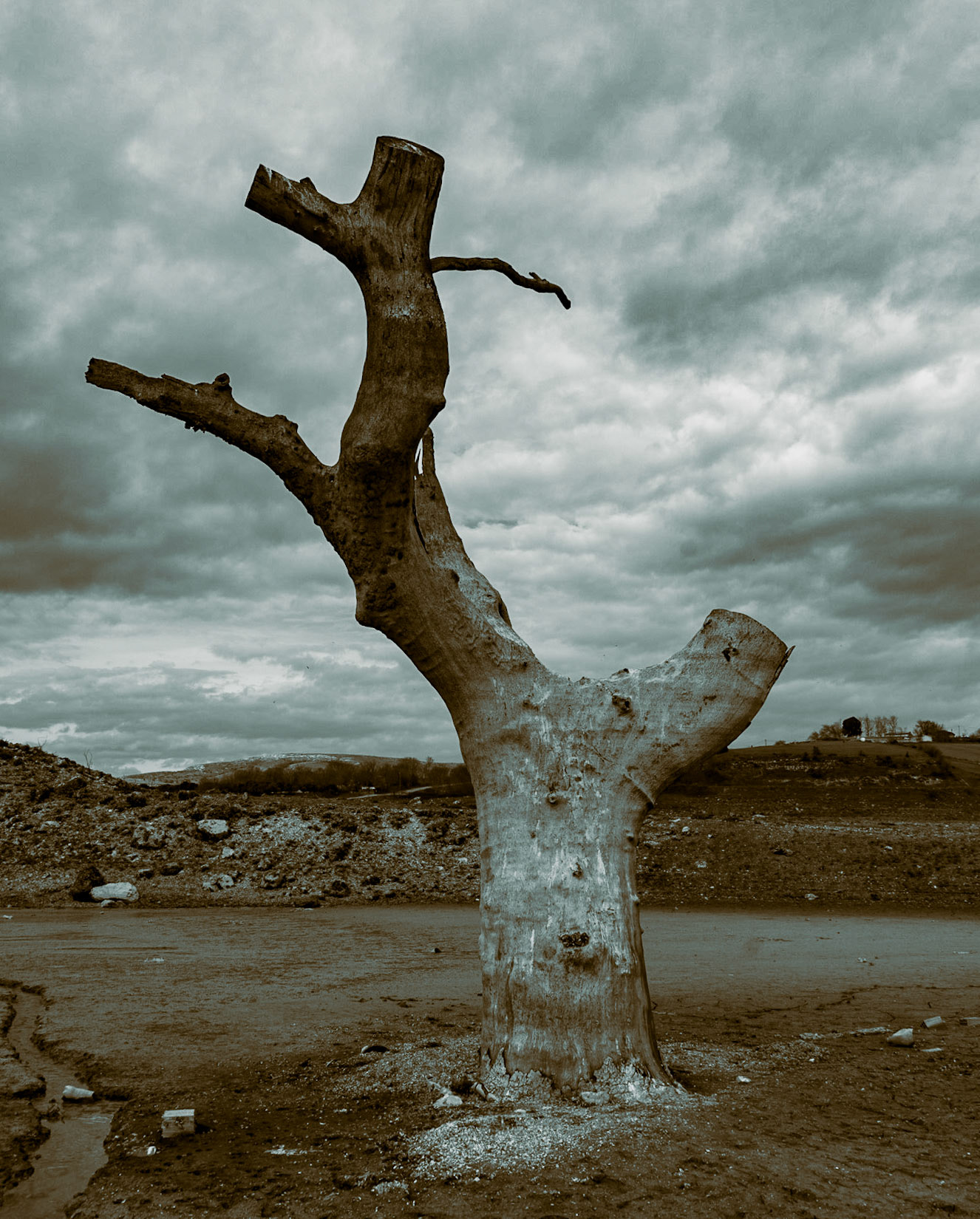 Şamlar: long-submerged and long-dead plane tree in the almost-dry Sazlıdere reservoir bed south of the village