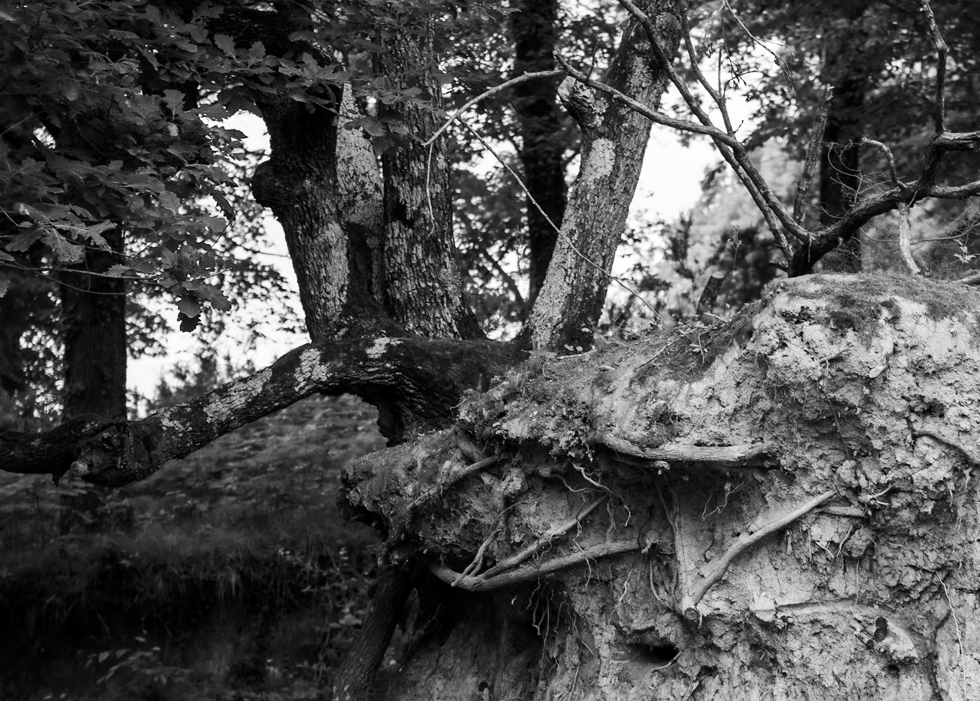 Mahmut Şevket Paşa W hill: exposed tree