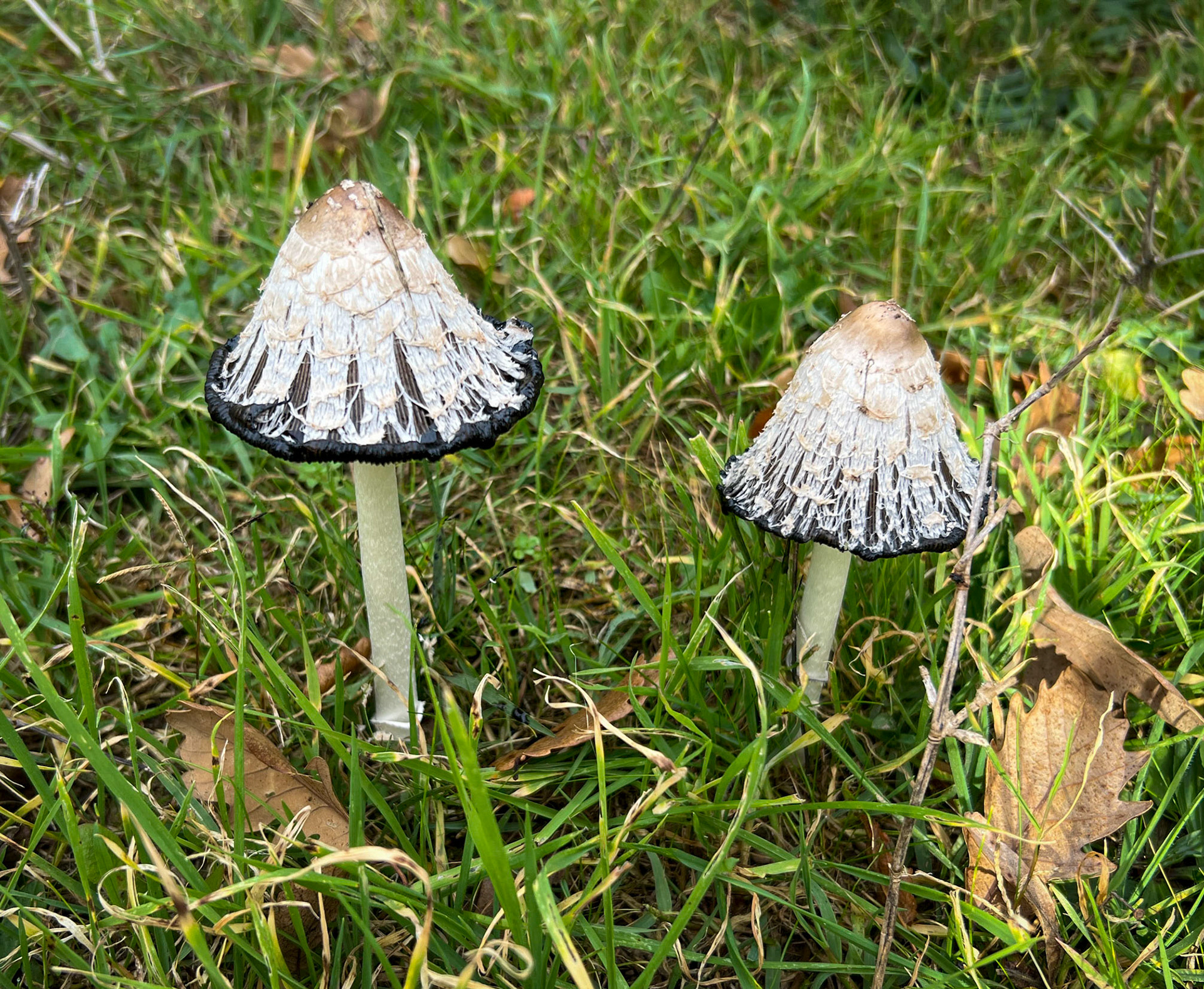 upper Mahmut Şevket Paşa: a pair of dramatic toadstools