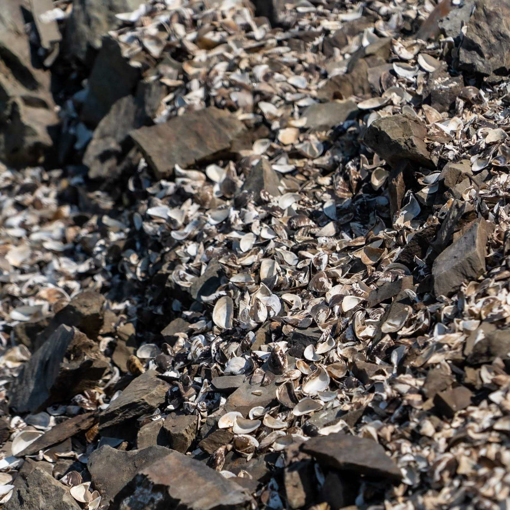 Alibey reservoir: mollusc shells
