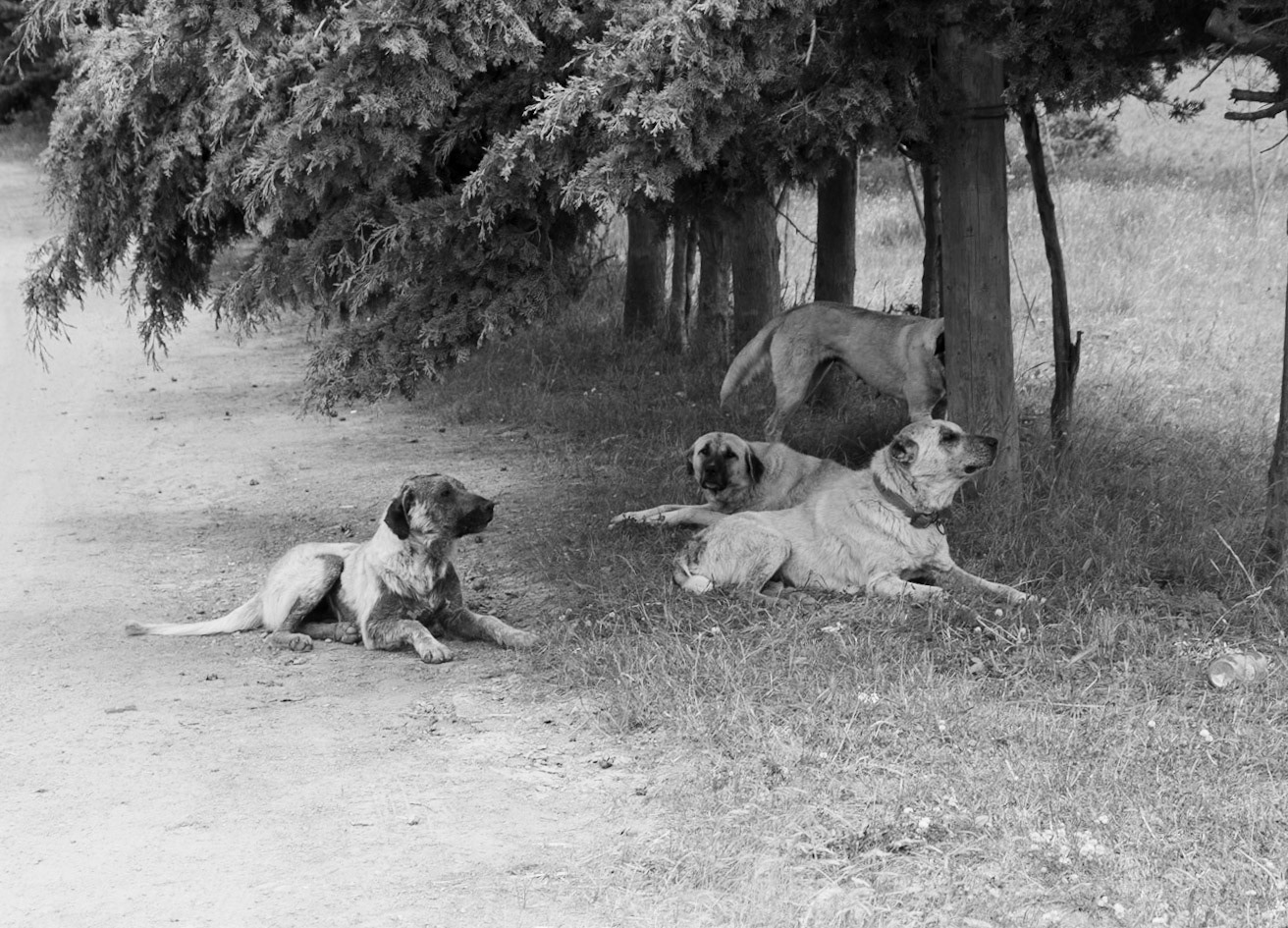 west of the northeastern Sazlıdere flower meadow: 4 feral dogs