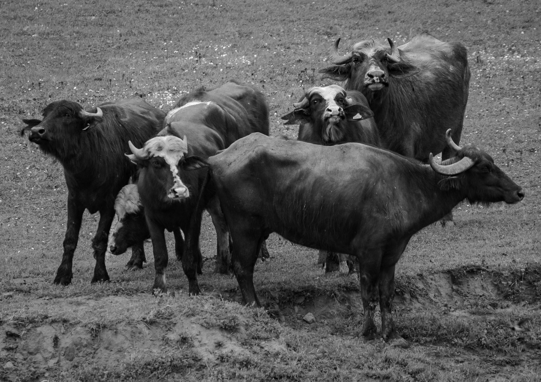 between Yeniköy and Terkos: water buffalo