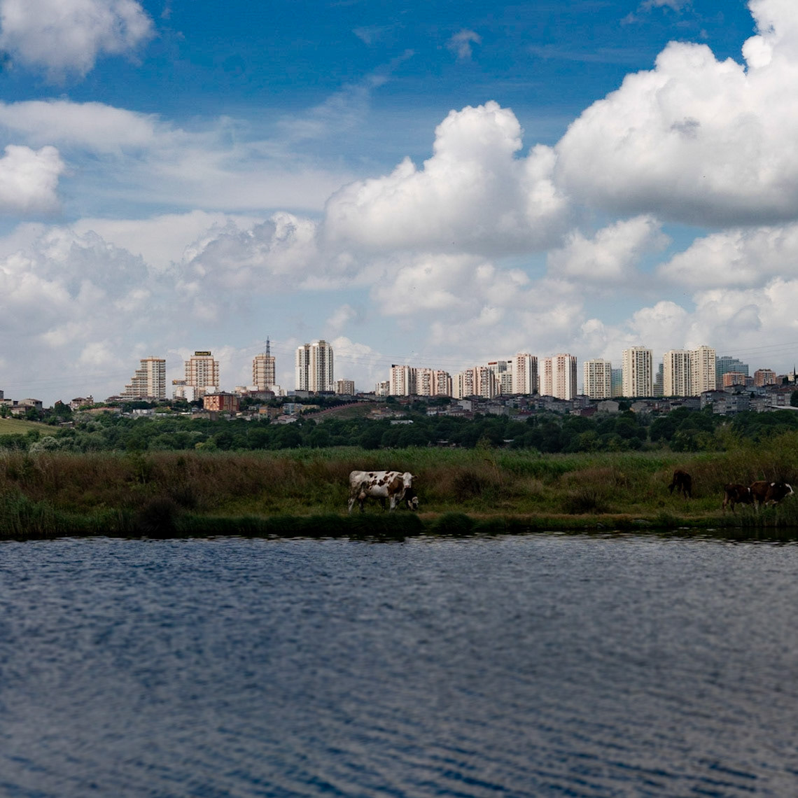 western Küçükçekmece Gölü seen from the eastern side: a marsh cow and her calf with Yeşilkent (sic) behind