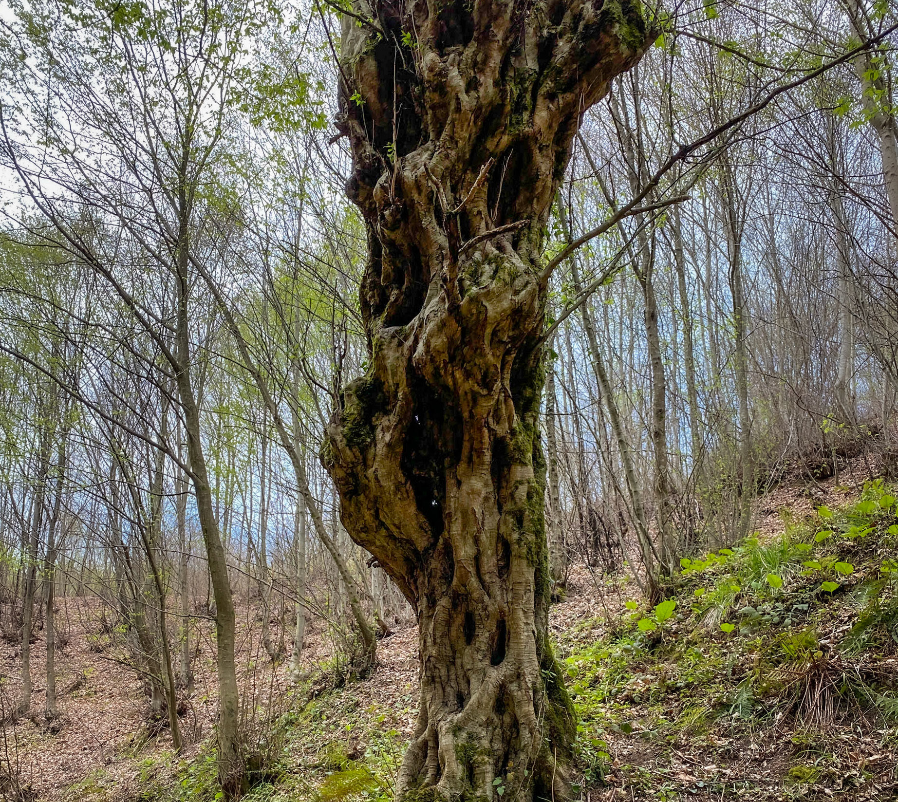 Kozlu stream valley: an old tree