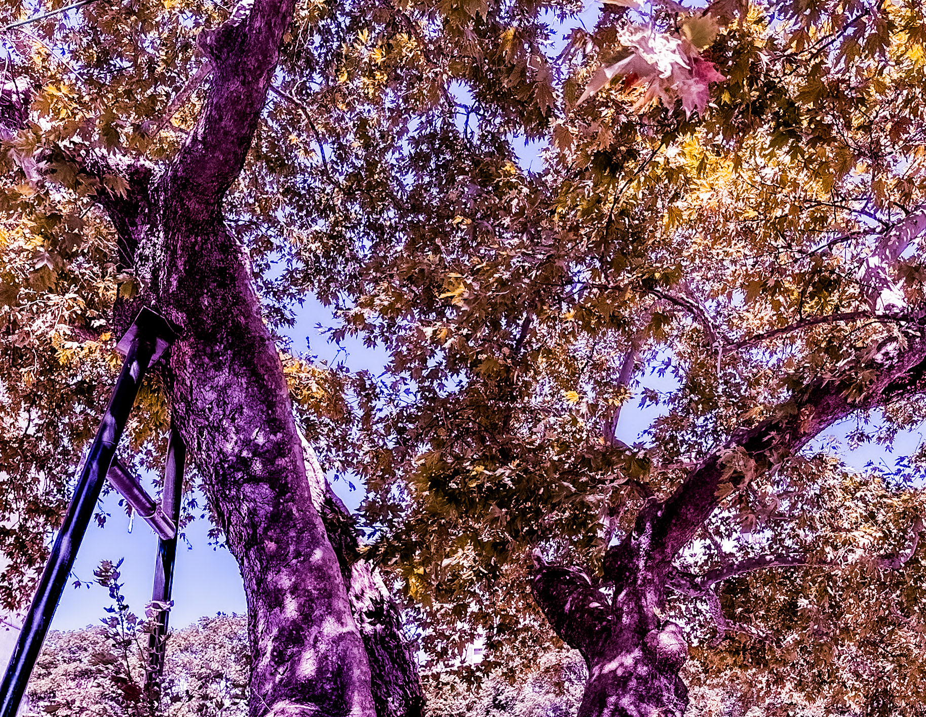 Küçükçekmece: large plane tree