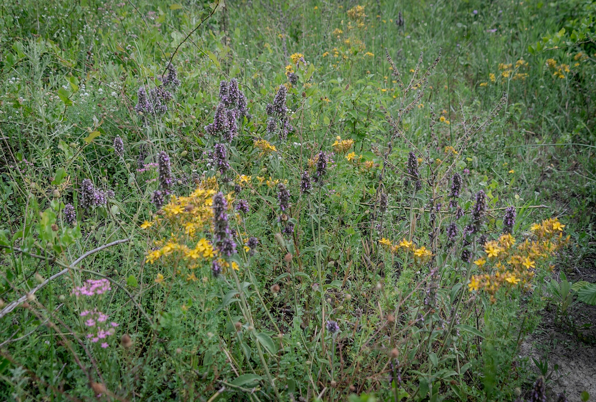 between Terkos and Germe: meadow flowers