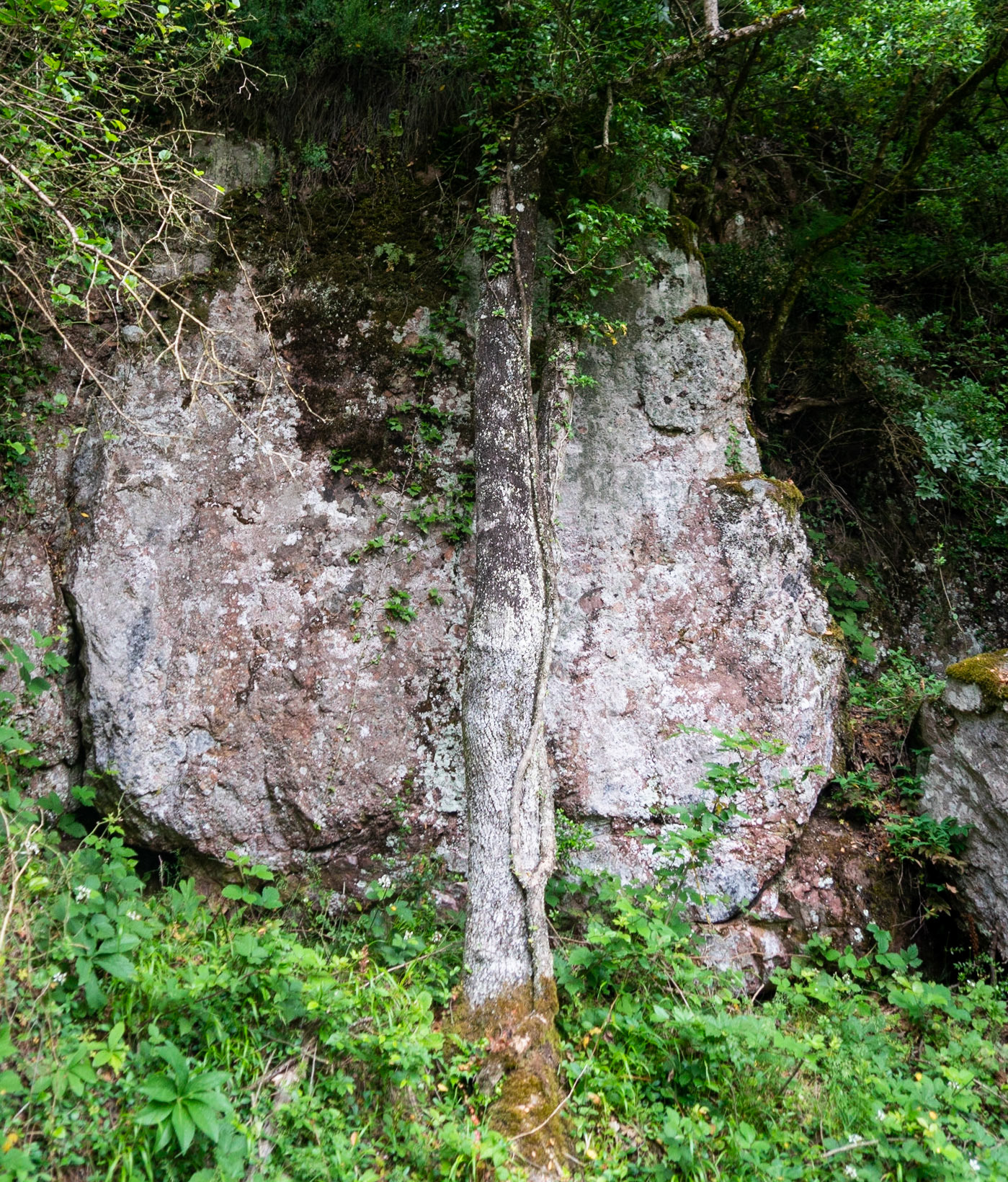 Sığırlık gorge: white tree bark and rock