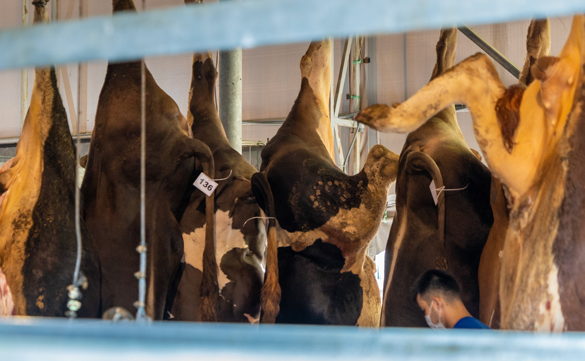 Alibeyköy Kurban Satış ve Kesim Alanı: freshly-slaughtered bullocks