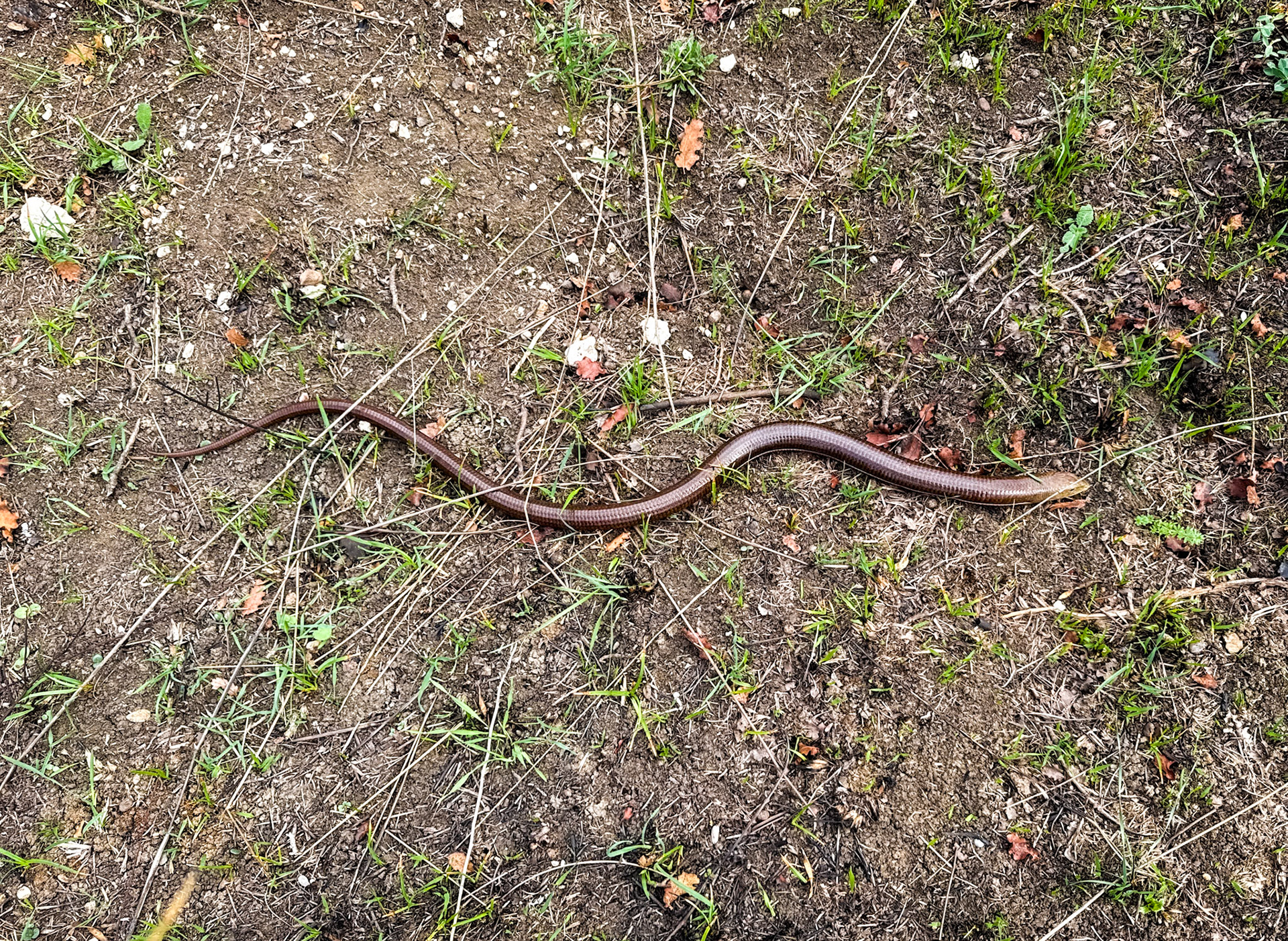 Yahudiköy moor: legless lizard