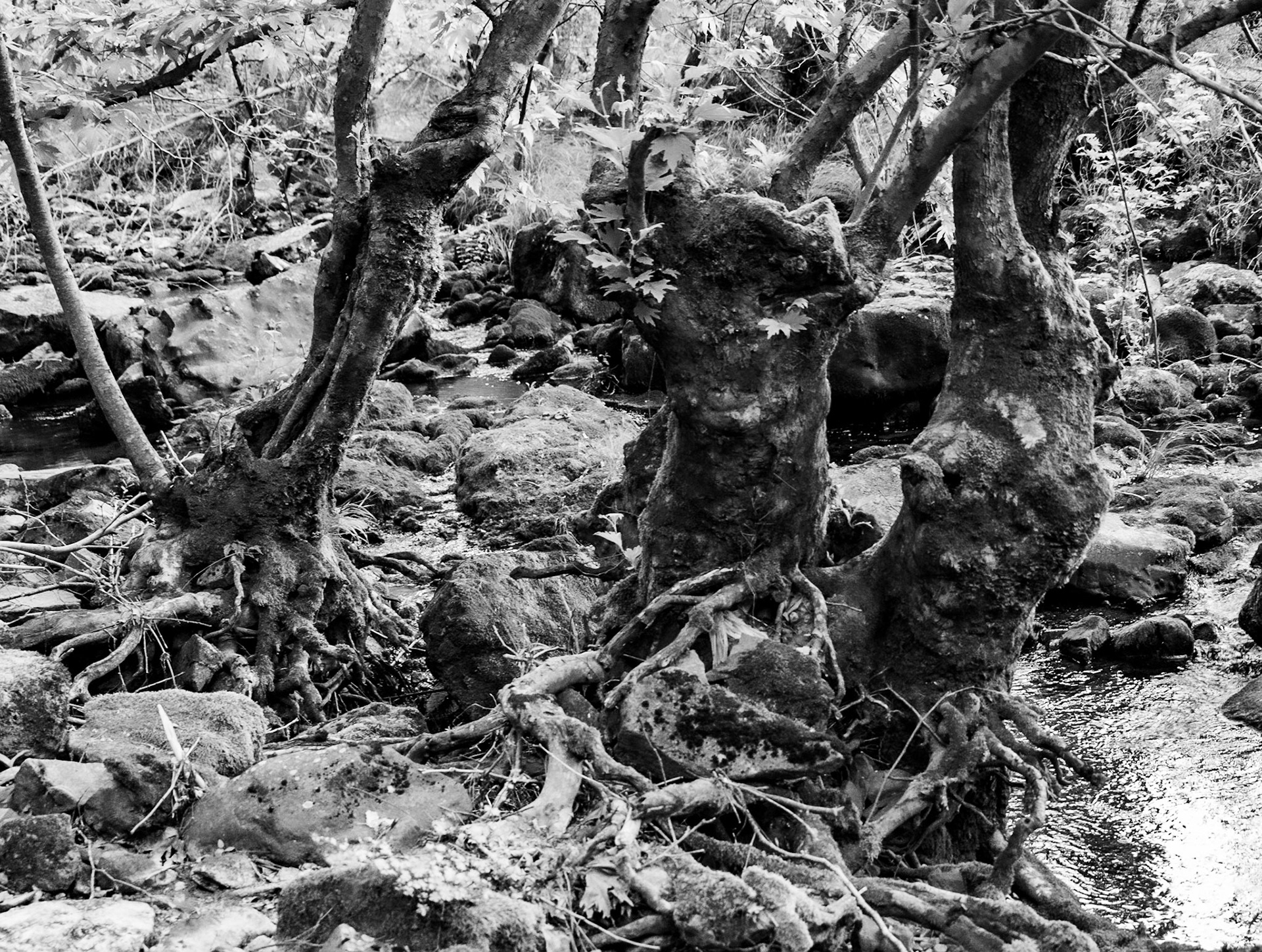 Sığırlık stream: old trees