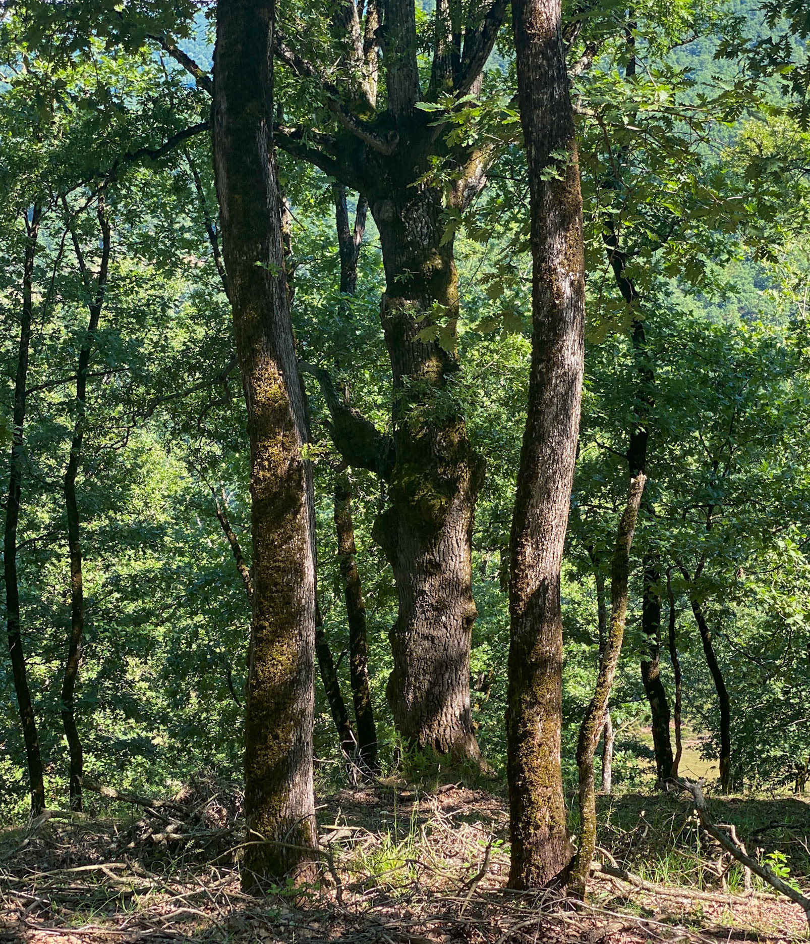 Ezili forest: trinity trees