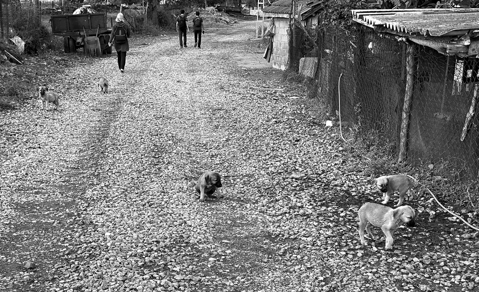 Ballıca: 5 puppies (I think there were 6)