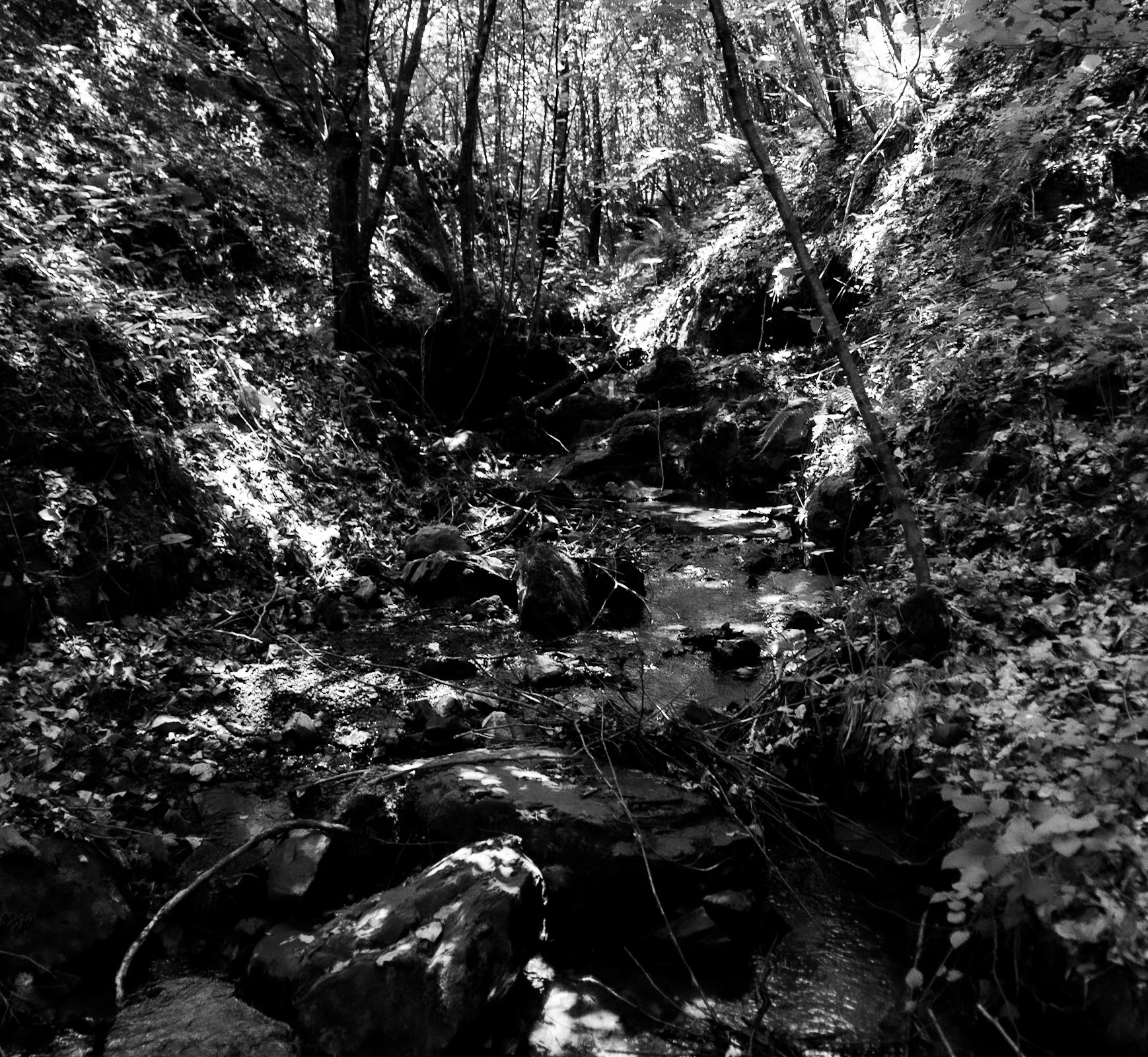 Ezili forest: hidden stream