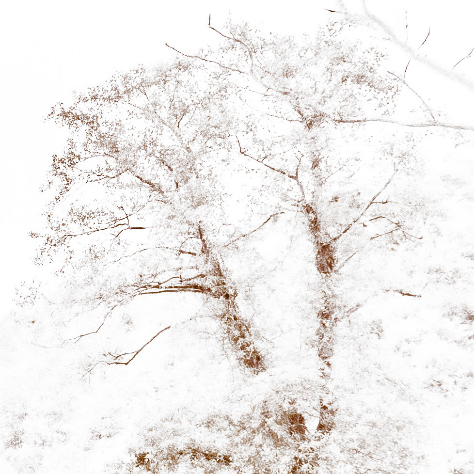 coming back to Poyraz from the south: trees