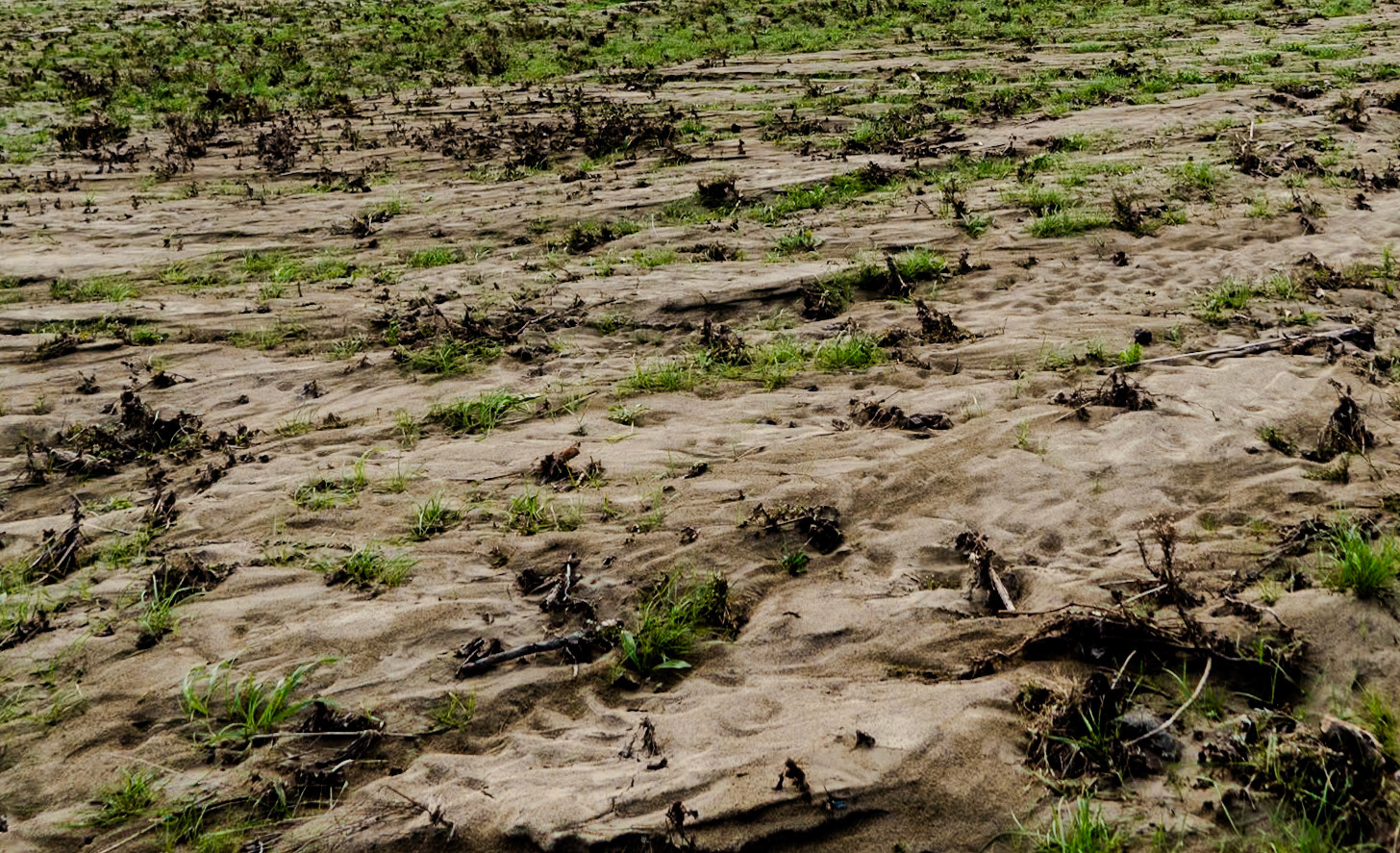 Black Sea coast east of Yeniköy: sand and grass
